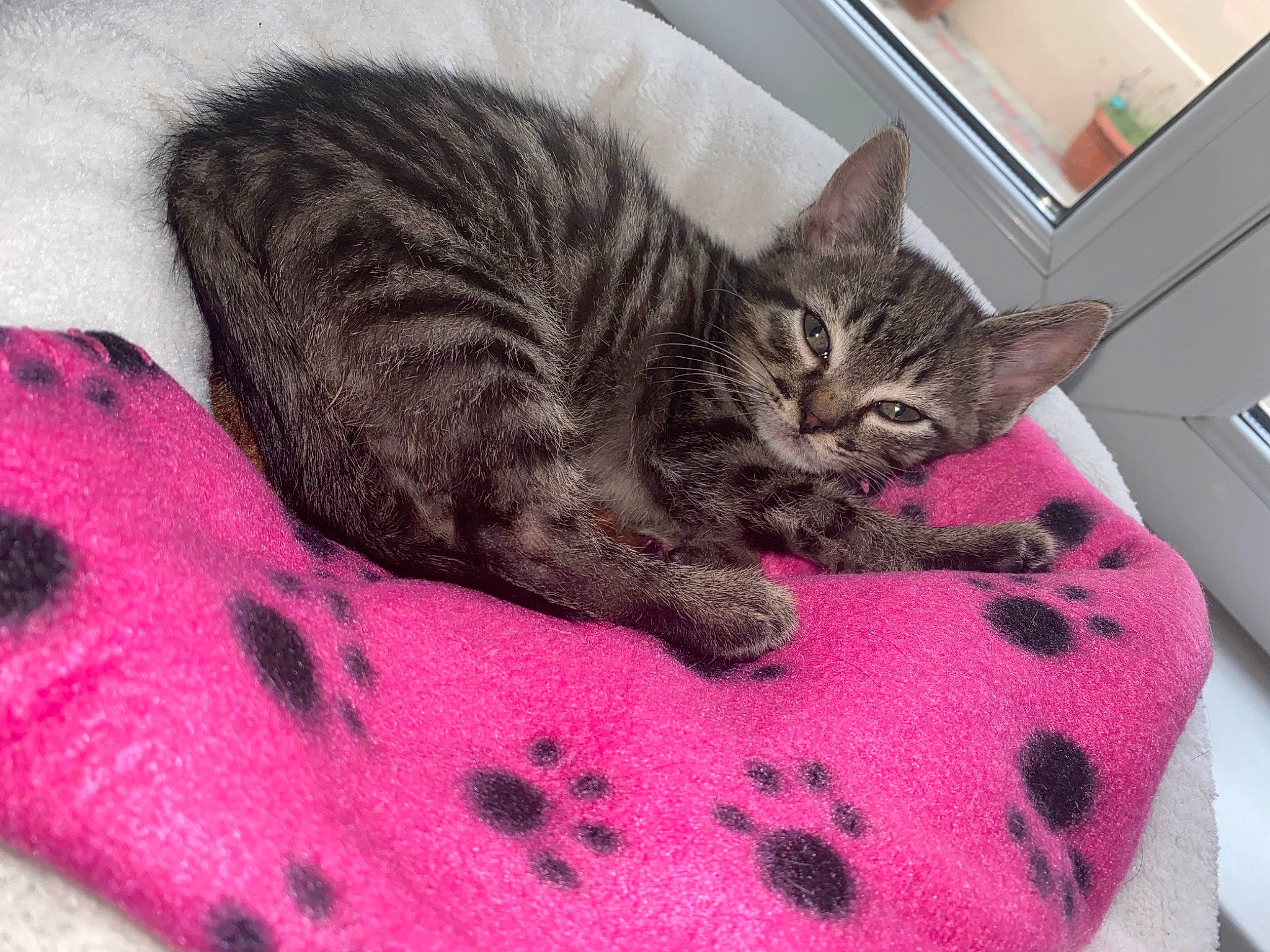 Youyou a rejoint le concours — aidez-le/la à gagner de superbes lots ! american_shorthair, asian, california_spangled, carnivore, cat, domestic_short_haired_cat, dragon_li, egyptian_mau, european_shorthair, felidae, fur, kitten, mammal, ocicat, pixie_bob, small_to_medium_sized_cats, tabby_cat, whiskers