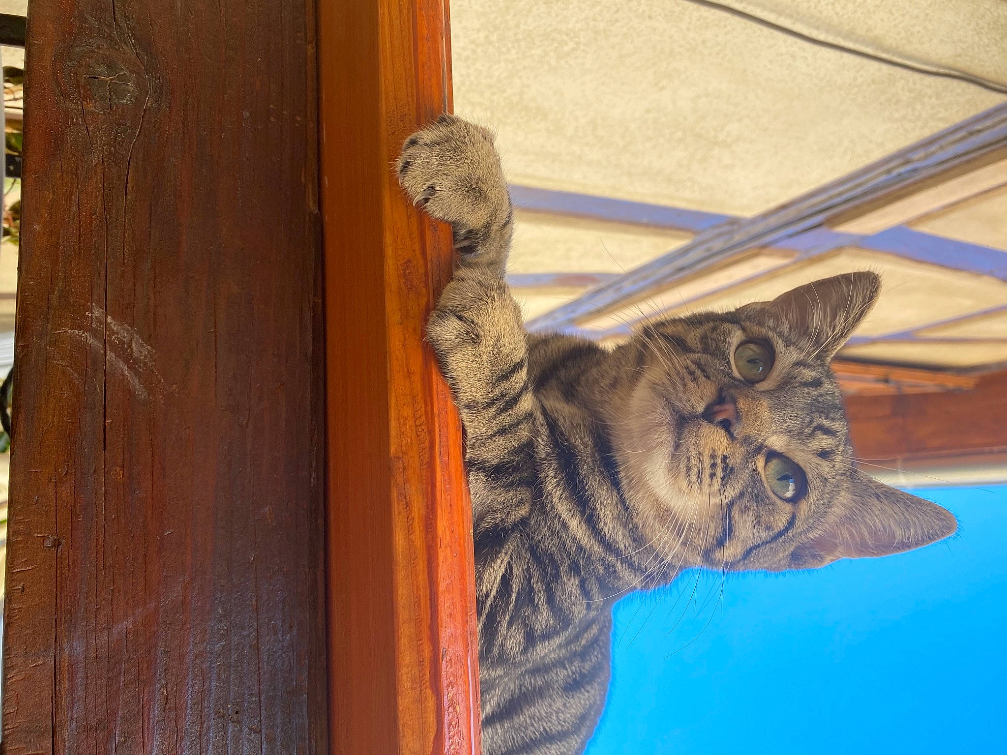 Youyou participe au concours pour gagner de l'argent avec cette photo : art, artifact, carnivore, carving, cat, domestic_short_haired_cat, eye, felidae, fur, metal, pattern, plank, sculpture, small_to_medium_sized_cats, snout, statue, tail, whiskers, wood, wood_stain