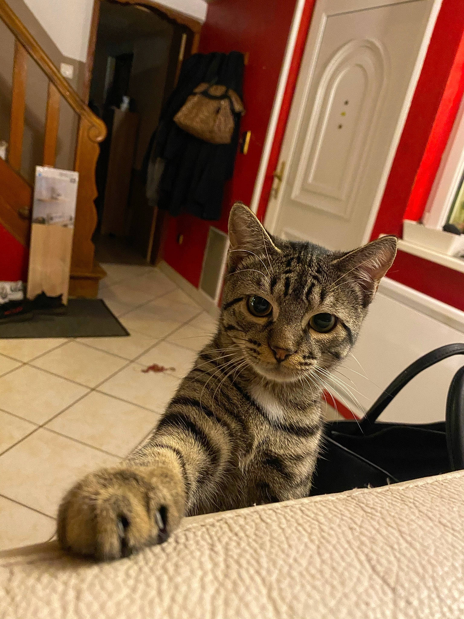 Youyou participe au concours pour gagner de l'argent avec cette photo : carnivore, cat, comfort, domestic_short_haired_cat, door, eye, felidae, floor, flooring, fur, paw, sitting, small_to_medium_sized_cats, snout, terrestrial_animal, tire, vehicle, wheel, whiskers, wood