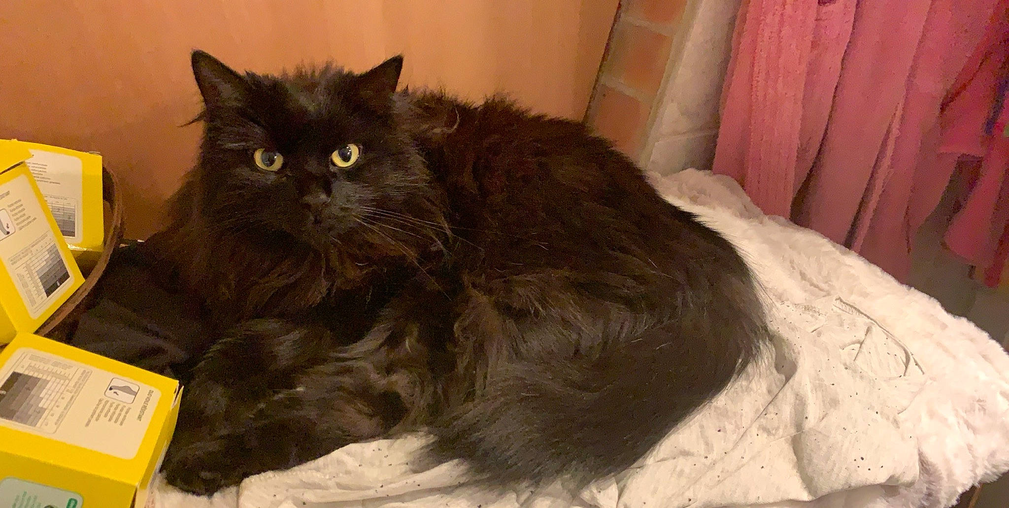 Biboune a rejoint le concours — aidez-le/la à gagner de superbes lots ! asian, asian_semi_longhair, black_cat, british_longhair, british_semi_longhair, carnivore, cat, cymric, domestic_long_haired_cat, domestic_short_haired_cat, felidae, mammal, napoleon_cat, nebelung, norwegian_forest_cat, persian, ragamuffin, small_to_medium_sized_cats, vertebrate, whiskers