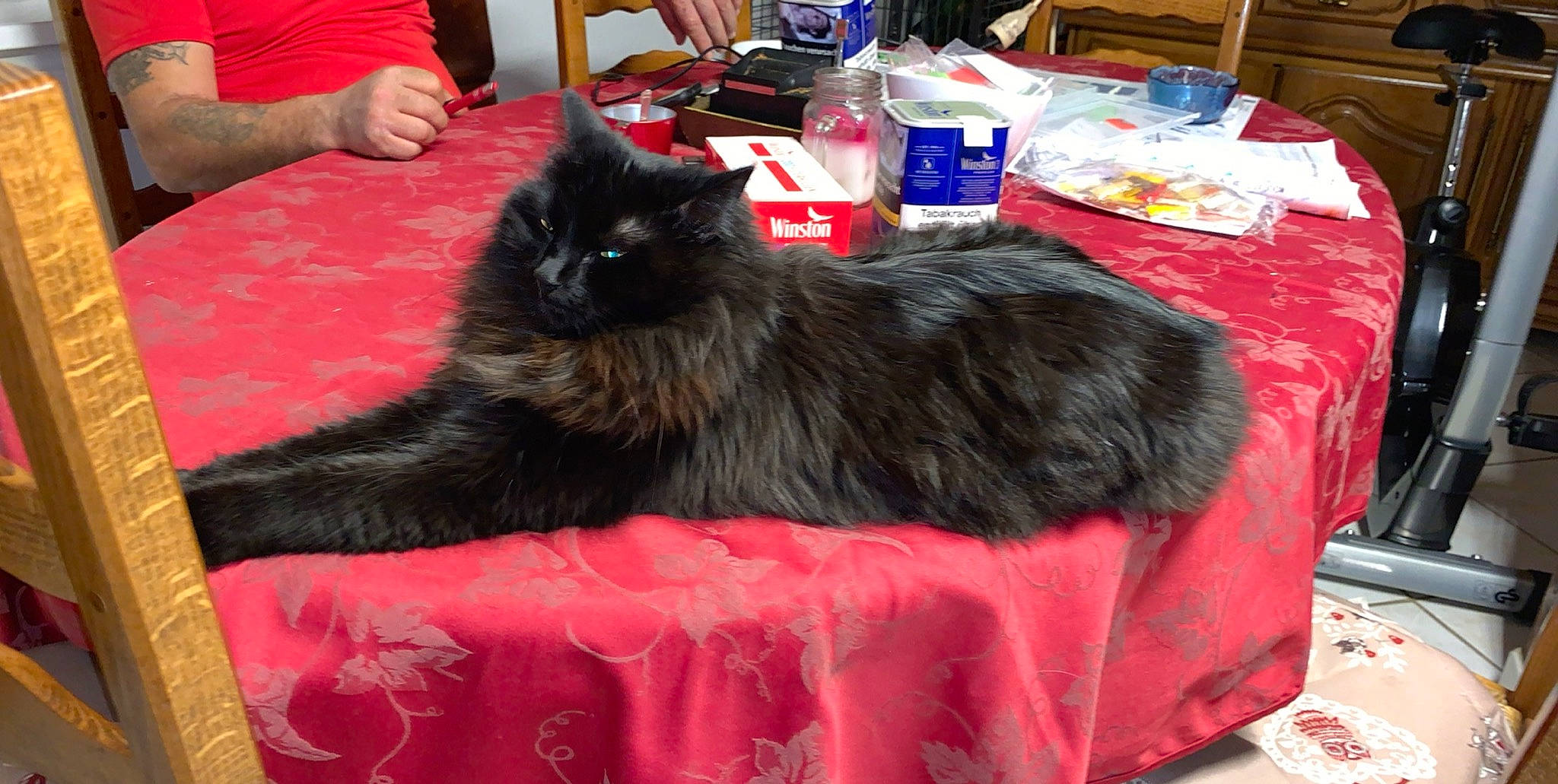 Biboune participe au concours pour gagner de l'argent avec cette photo : asian_semi_longhair, black_cat, canidae, carnivore, cat, dog_breed, domestic_long_haired_cat, felidae, german_spitz_mittel, mammal, norwegian_forest_cat, persian, small_to_medium_sized_cats, vertebrate