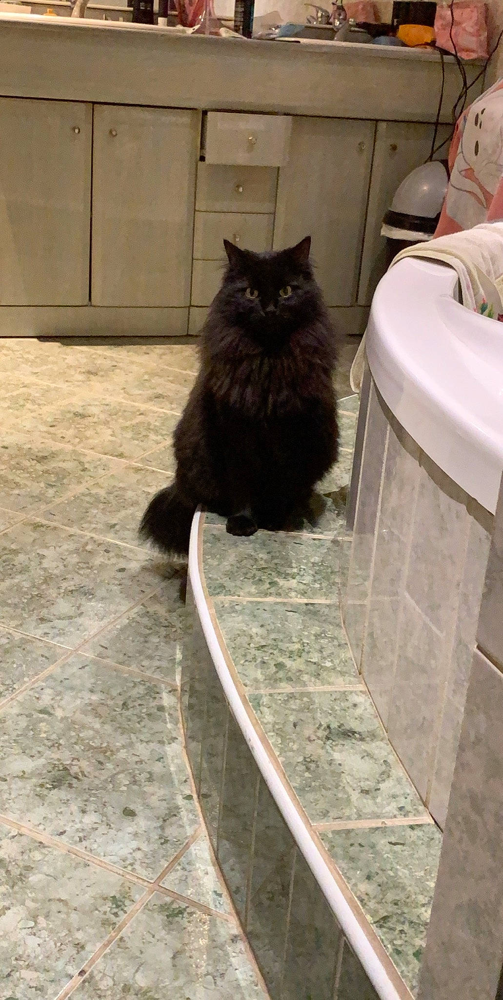 Biboune a rejoint le concours — aidez-le/la à gagner de superbes lots ! black_and_white, black_cat, carnivore, cat, domestic_long_haired_cat, domestic_short_haired_cat, european_shorthair, felidae, floor, flooring, maine_coon, mammal, nebelung, norwegian_forest_cat, persian, ragamuffin, small_to_medium_sized_cats, tail, tile, whiskers