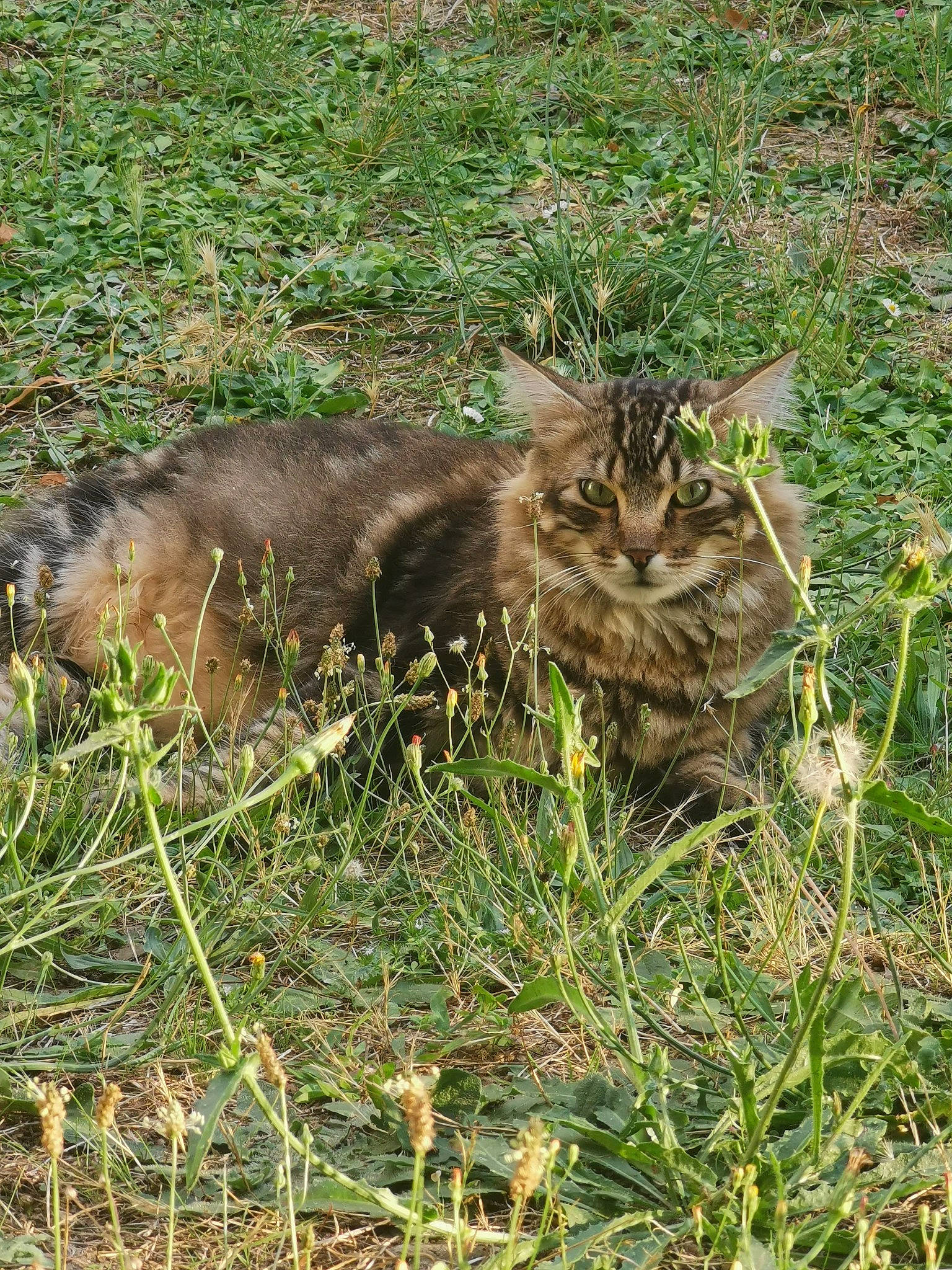 Fripouille a rejoint le concours — aidez-le/la à gagner de superbes lots ! bolboschoenus, carnivore, cat, dog_breed, domestic_short_haired_cat, felidae, fur, grass, grassland, groundcover, herbaceous_plant, liver, plant, small_to_medium_sized_cats, soil, sporting_group, tail, terrestrial_animal, whiskers, wildlife