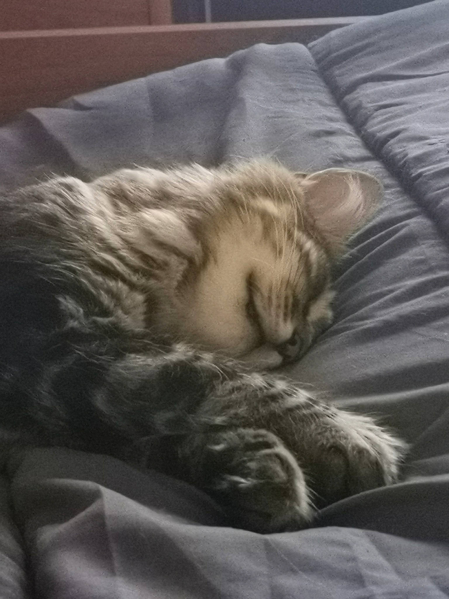 Fripouille a rejoint le concours — aidez-le/la à gagner de superbes lots ! bed, bedding, carnivore, cat, cloud, comfort, companion_dog, domestic_short_haired_cat, felidae, fur, grey, linens, nap, paw, room, sky, small_to_medium_sized_cats, snout, tail, whiskers