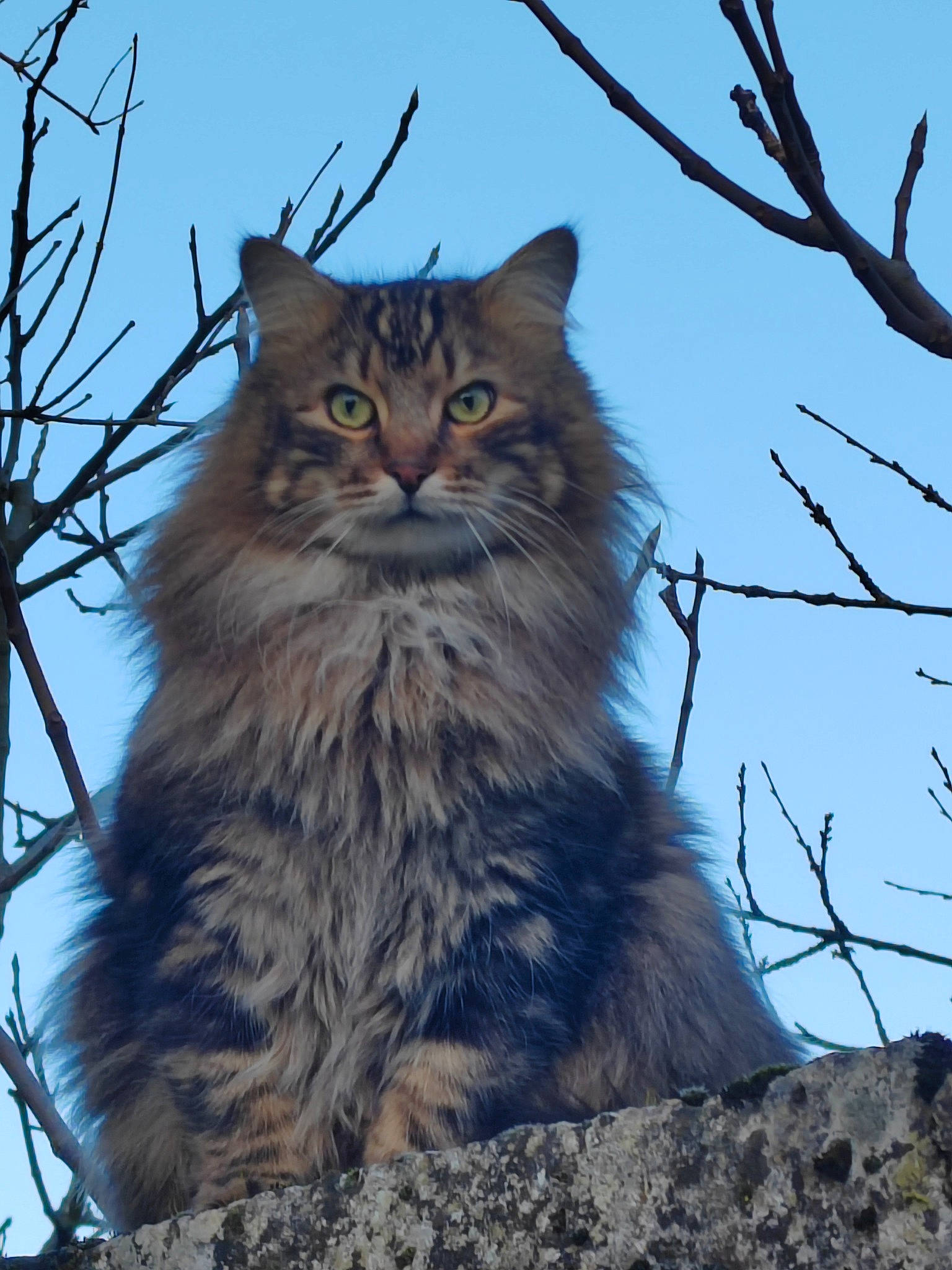 Fripouille participe au concours pour gagner de l'argent avec cette photo : carnivore, cat, domestic_short_haired_cat, electric_blue, felidae, fur, grass, lynx, maine_coon, plant, sky, small_to_medium_sized_cats, terrestrial_animal, tree, trunk, twig, whiskers, wildlife, winter, wood