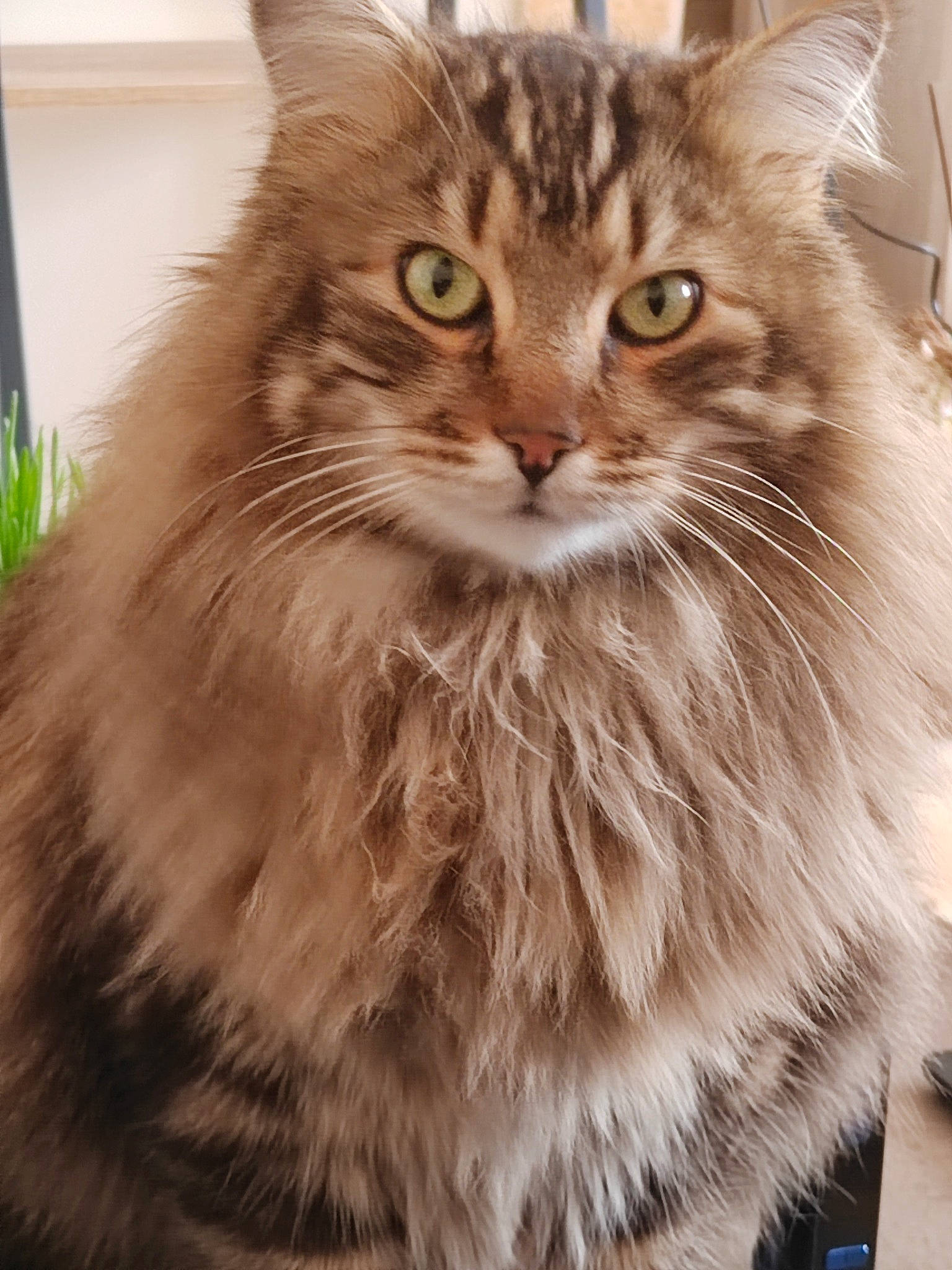 Fripouille participe au concours pour gagner de l'argent avec cette photo : british_longhair, carnivore, cat, fawn, felidae, fur, maine_coon, plant, small_to_medium_sized_cats, snout, terrestrial_animal, whiskers