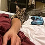 kitten, cat, tabby, person, arm, hand, blanket, bed, controller, gaming_controller, indoor, furniture, floor, shadow, resting, pet, animal, cute, young, striped
