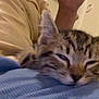 cat, kitten, tabby, sleepy, resting, closeup, indoor, fabric, blue, beige, fur, pet, animal, relaxation, cozy, face, whiskers, ears, soft, domestic