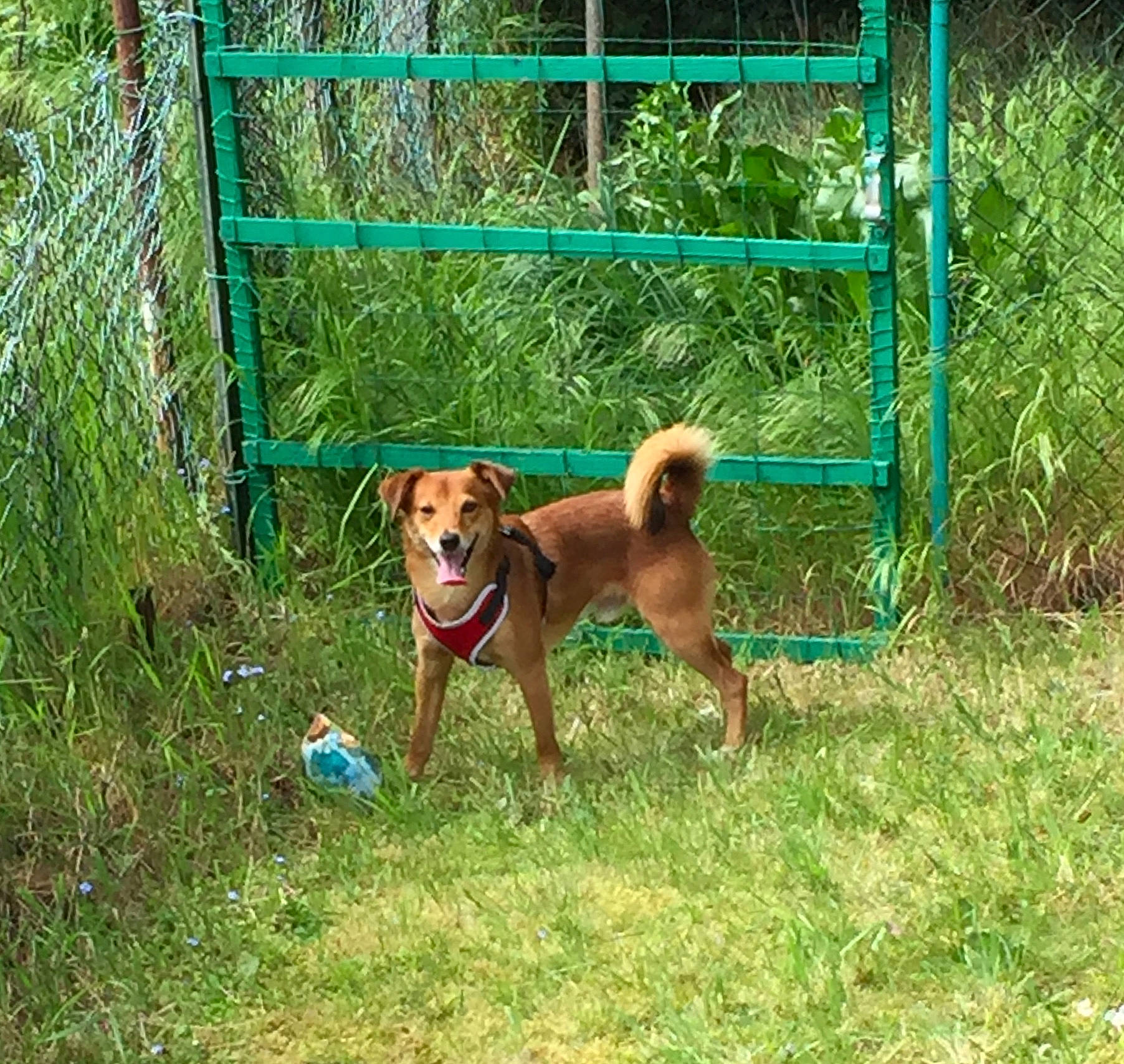 Oscar a rejoint le concours — aidez-le/la à gagner de superbes lots ! canidae, carnivore, dog, dog_breed, fawn, hunting_dog, mammal, rare_breed_dog, rhodesian_ridgeback, sporting_group, vertebrate