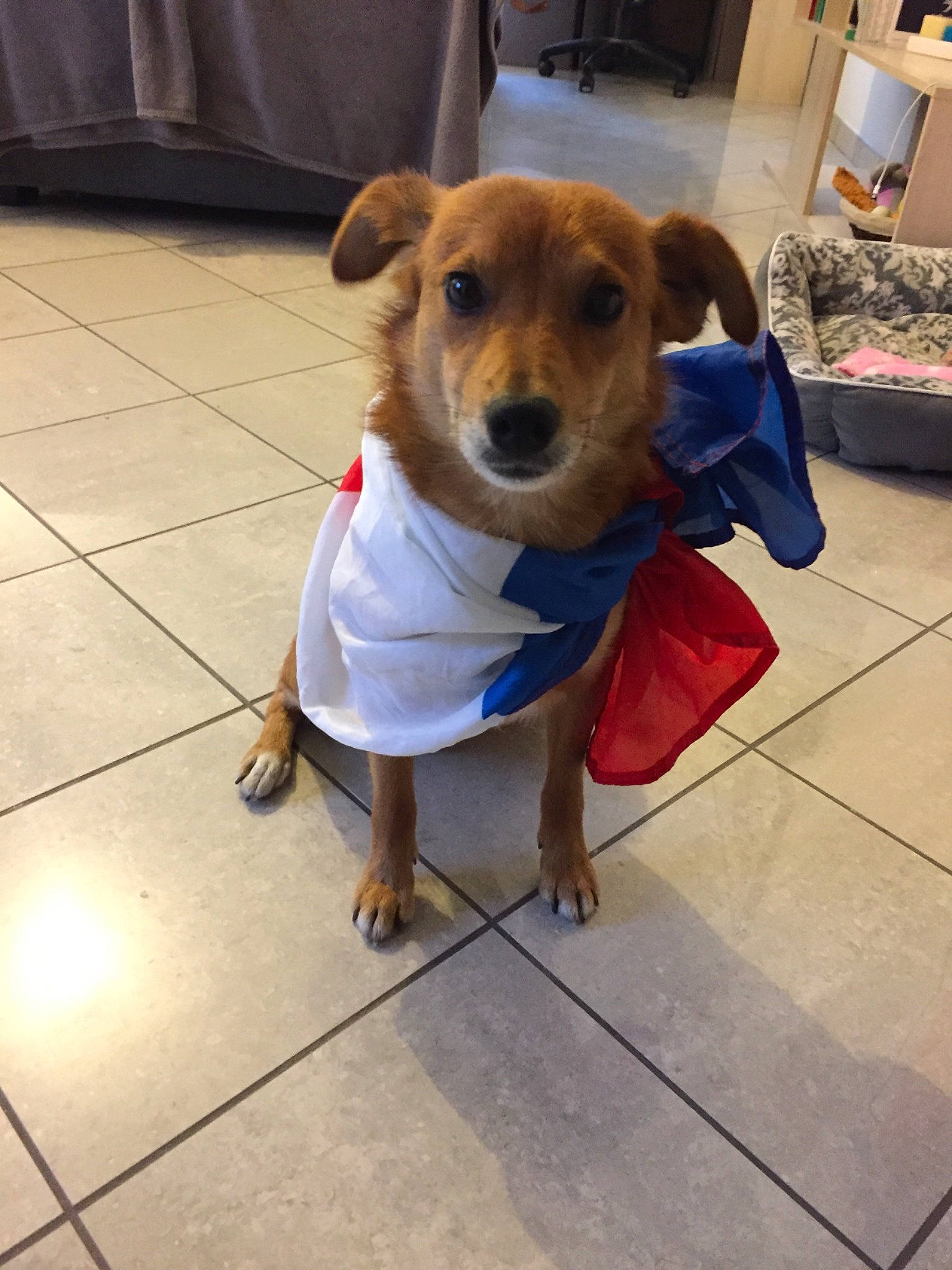 Oscar a rejoint le concours — aidez-le/la à gagner de superbes lots ! canidae, carnivore, companion_dog, corgi_chihuahua, dog, dog_breed, dog_clothes, fawn, jack_russell_terrier, paw, potcake_dog, puppy, snout, street_dog