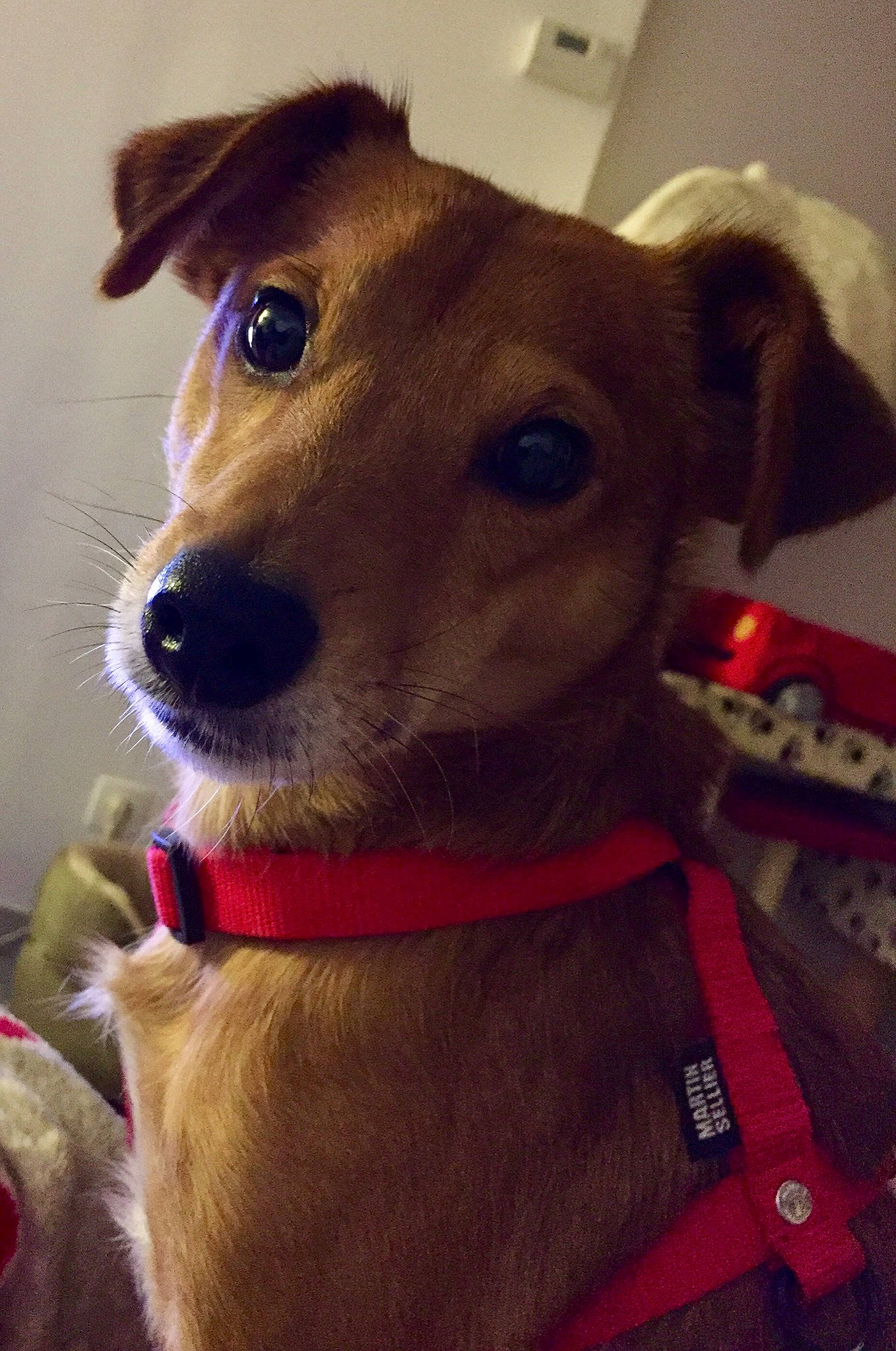 Oscar a rejoint le concours — aidez-le/la à gagner de superbes lots ! canidae, carnivore, companion_dog, dog, dog_breed, dog_collar, fawn, feist, greyhound, italian_greyhound, lurcher, mammal, potcake_dog, rare_breed_dog, snout, vertebrate, whiskers