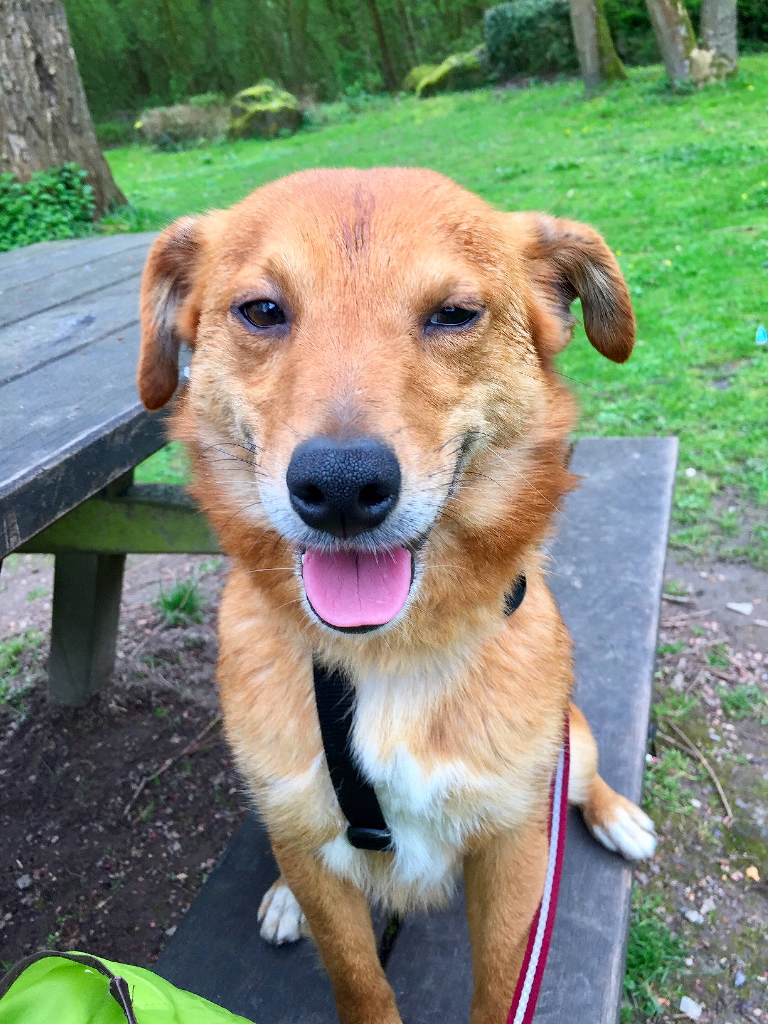 Oscar participe au concours pour gagner de l'argent avec cette photo : austrian_pinscher, canidae, carnivore, chinook, companion_dog, dog, dog_breed, fawn, golden_retriever, mammal, mountain_cur, potcake_dog, rare_breed_dog, snout, sporting_group, street_dog, vertebrate, working_dog