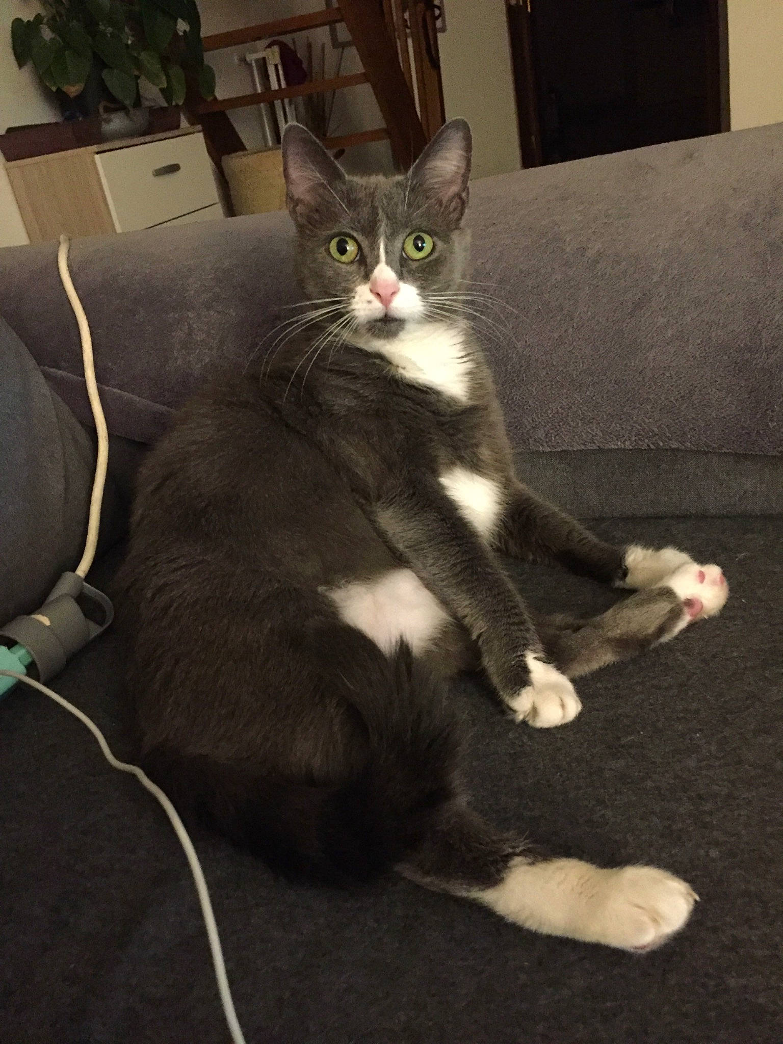 Lea a rejoint le concours — aidez-le/la à gagner de superbes lots ! asian, carnivore, cat, claw, domestic_short_haired_cat, european_shorthair, felidae, fur, kitten, mammal, paw, polydactyl_cat, small_to_medium_sized_cats, snout, tail, whiskers