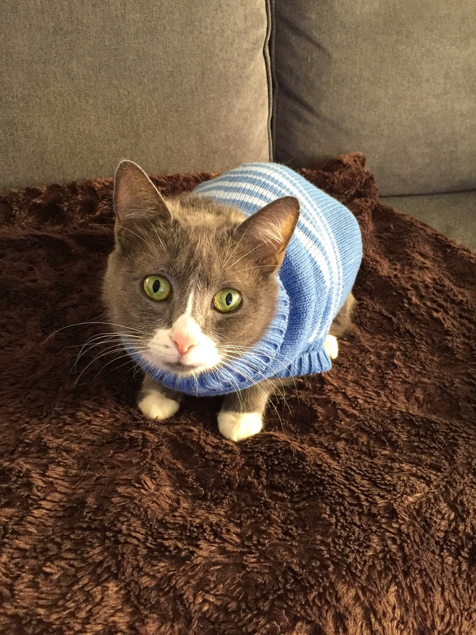 Lea a rejoint le concours — aidez-le/la à gagner de superbes lots ! aegean_cat, asian, carnivore, cat, domestic_short_haired_cat, european_shorthair, eye, felidae, fur, german_rex, kitten, sand, small_to_medium_sized_cats, tabby_cat, whiskers