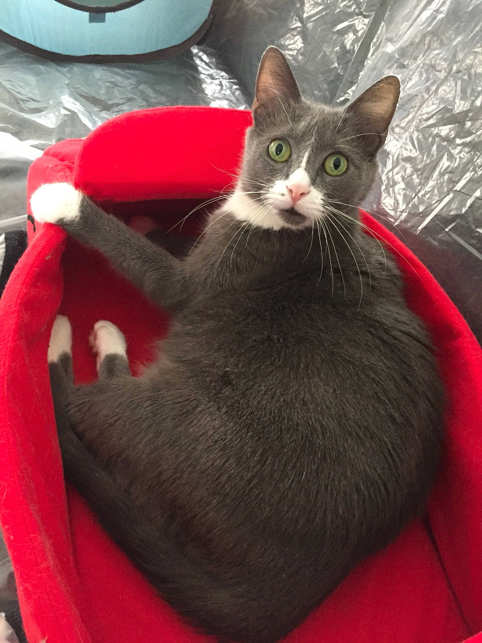 Lea a rejoint le concours — aidez-le/la à gagner de superbes lots ! carnivore, cat, cat_bed, chartreux, domestic_short_haired_cat, felidae, korat, mammal, nebelung, russian_blue, small_to_medium_sized_cats, whiskers