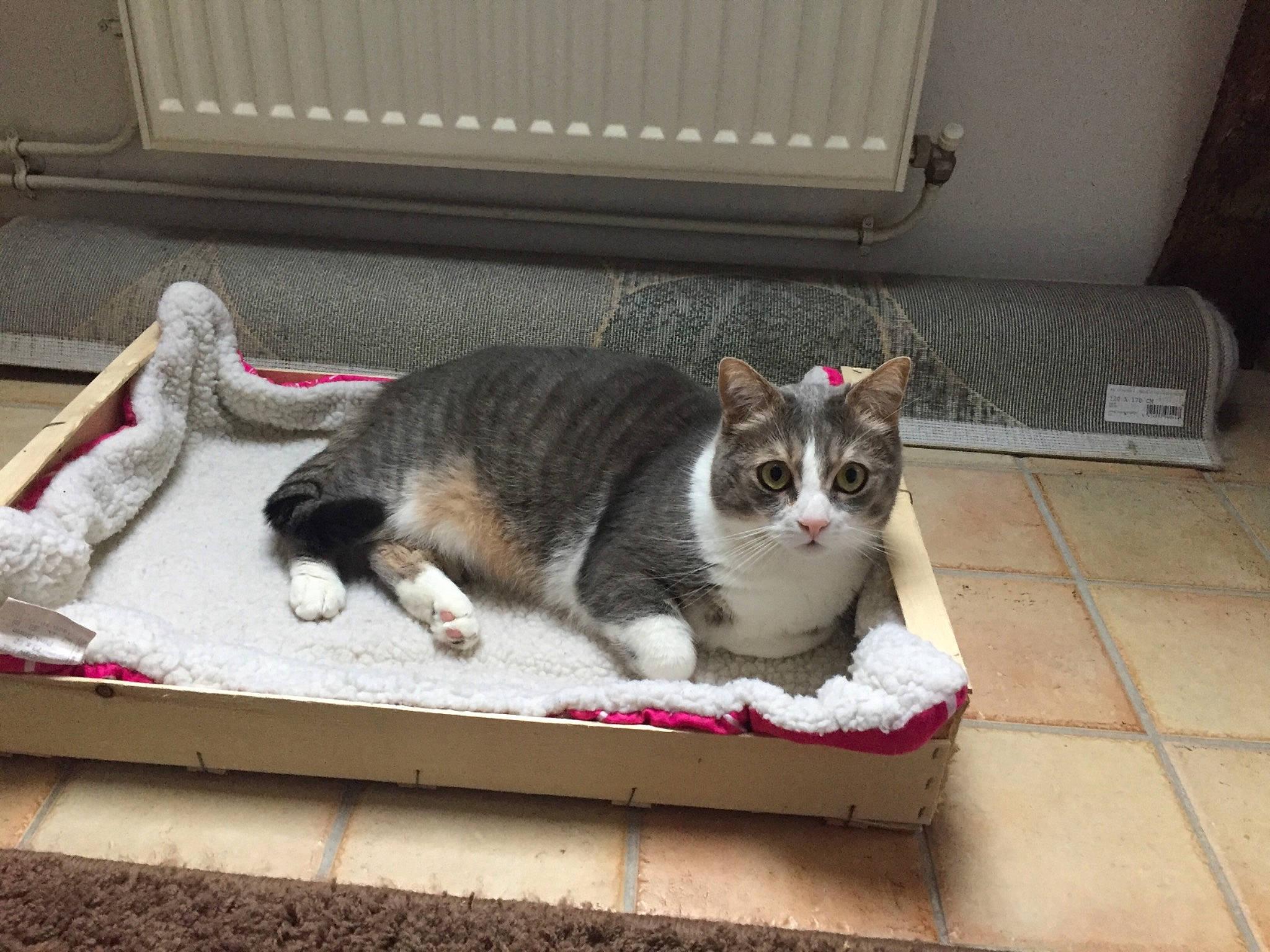 Lou a rejoint le concours — aidez-le/la à gagner de superbes lots ! aegean_cat, american_wirehair, carnivore, cat, domestic_short_haired_cat, european_shorthair, felidae, kitten, mammal, paw, polydactyl_cat, small_to_medium_sized_cats, tail, whiskers