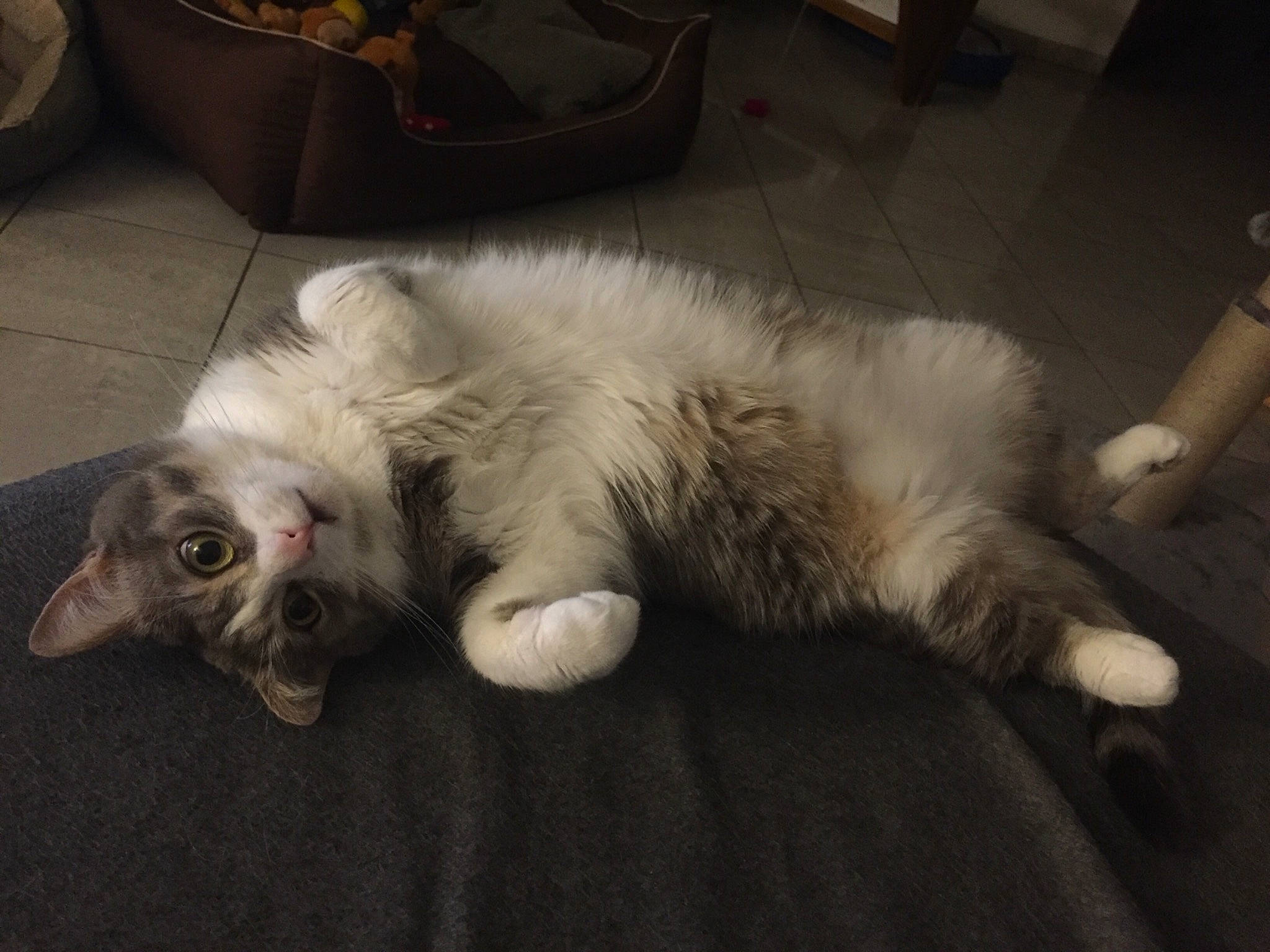 Lou participe au concours pour gagner de l'argent avec cette photo : carnivore, cat, claw, domestic_long_haired_cat, ear, eye, felidae, fur, kitten, norwegian_forest_cat, paw, ragdoll, small_to_medium_sized_cats, whiskers