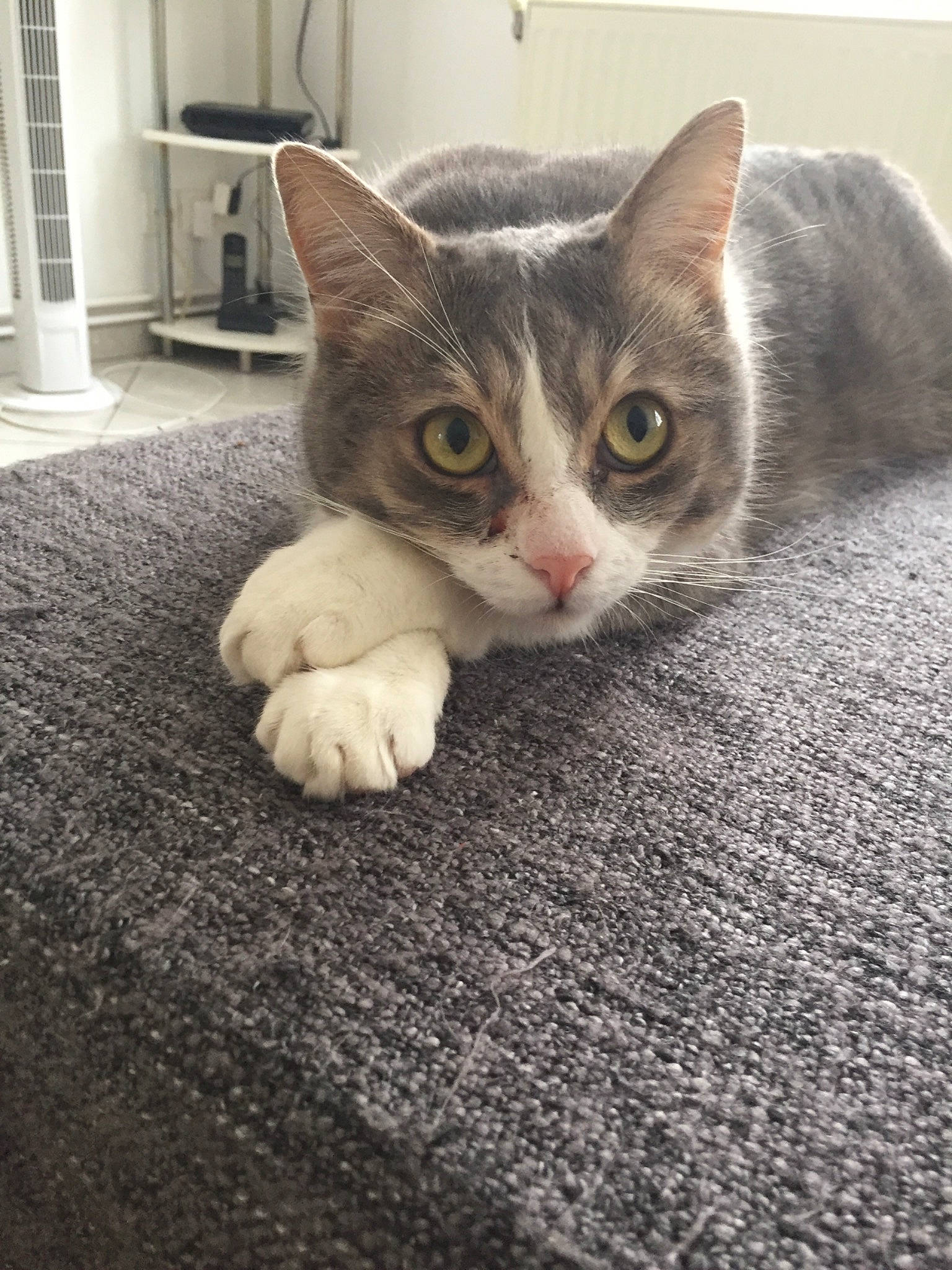 Lou participe au concours pour gagner de l'argent avec cette photo : aegean_cat, american_wirehair, asian, australian_mist, carnivore, cat, domestic_short_haired_cat, european_shorthair, eye, fawn, felidae, german_rex, kitten, mammal, polydactyl_cat, singapura, small_to_medium_sized_cats, tabby_cat, whiskers