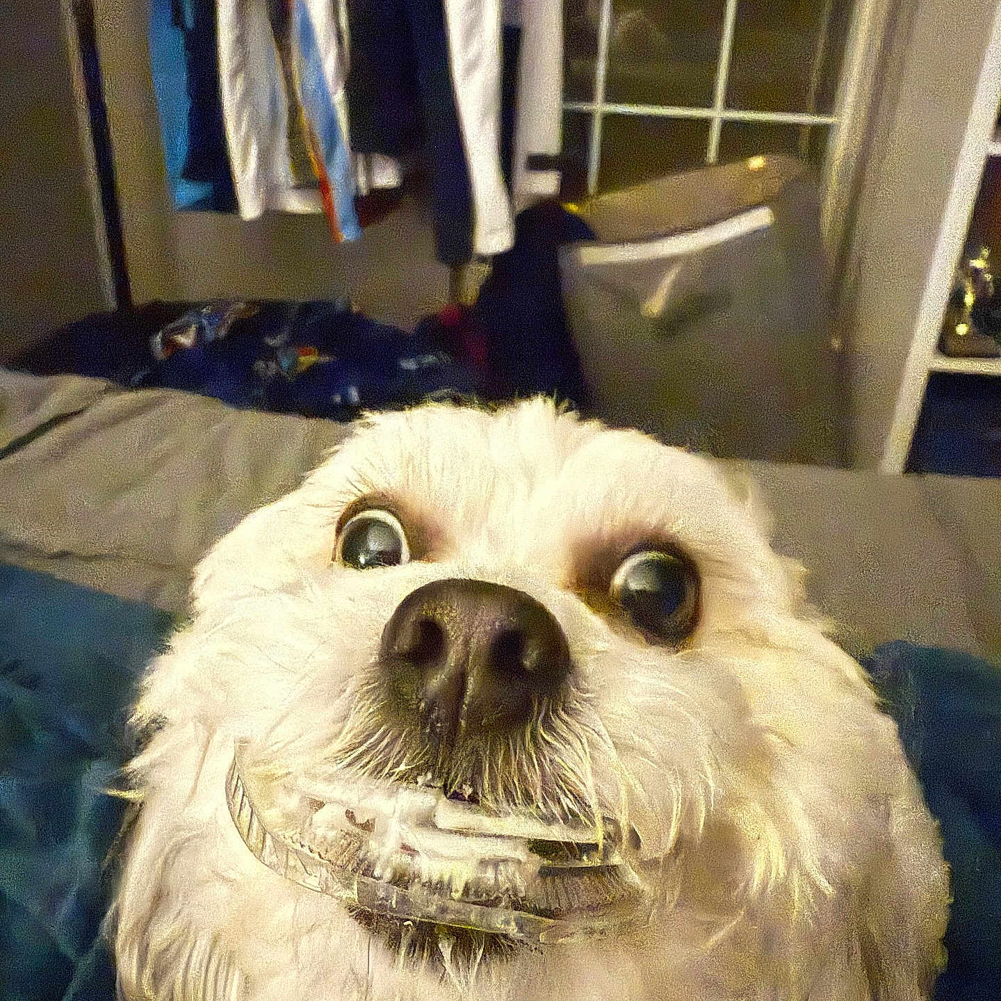 Buddy is registered to the contest to win money with this photo: animal, bedroom, carpet, chewed, closeup, clothes, cute, dog, expression, eyes, fur, hanger, indoor, mischievous, mouth, nose, pet, plastic_object, white_dog, window