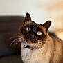 animal, black_mask, blue_eyes, blurred_background, brown_fur, cat, close_up, collar, curious, cute, domestic_animal, feline, furry, indoor, looking_up, pet, portrait, siamese_cat, soft_lighting, whiskers