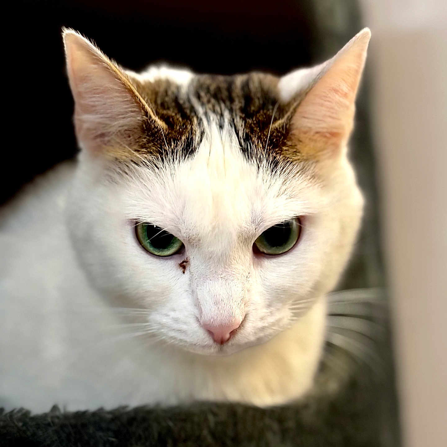 Daisy a rejoint le concours — aidez-le/la à gagner de superbes lots ! abyssinian, angora, animal, cat, kitten, manx, pet, siamese