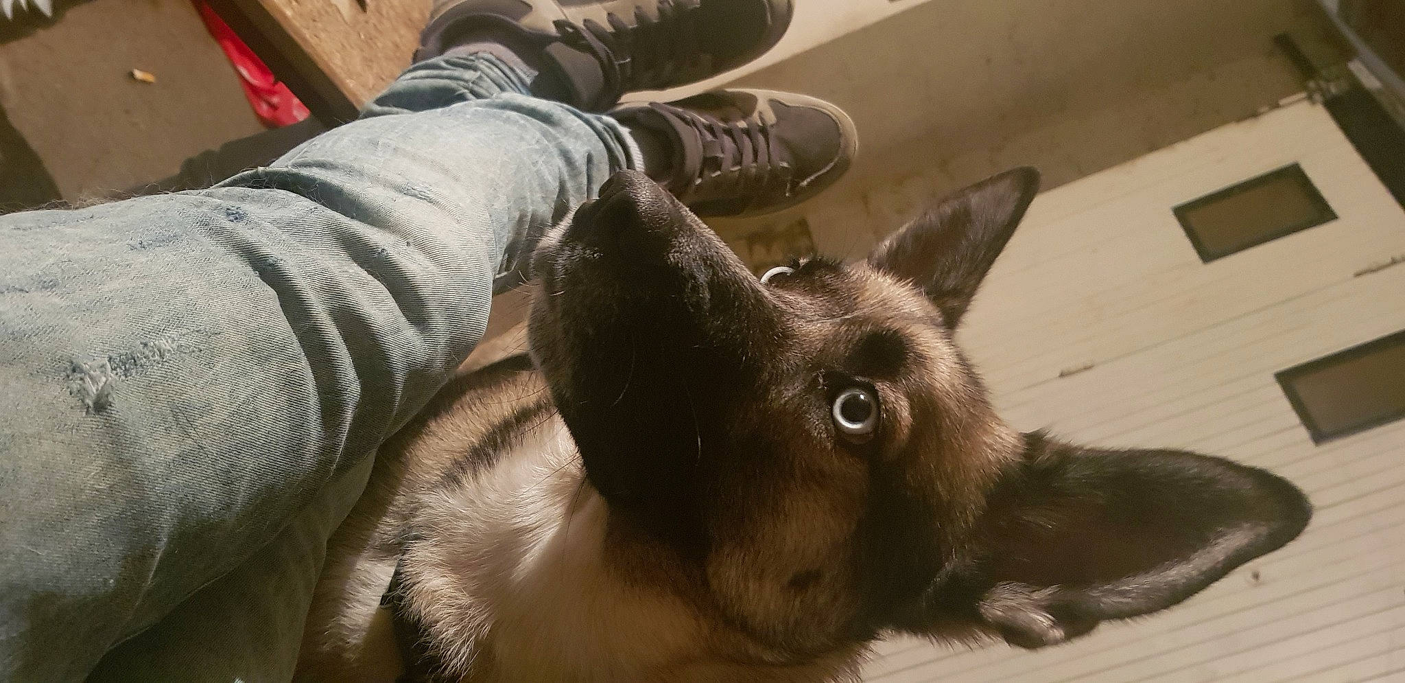 Chanelle a rejoint le concours — aidez-le/la à gagner de superbes lots ! canidae, carnivore, cat, comfort, companion_dog, dog_breed, domestic_short_haired_cat, fawn, felidae, flooring, foot, fur, gesture, grey, human_leg, small_to_medium_sized_cats, snout, sporting_group, tail, whiskers