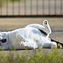 cat, white_cat, black_spots, outdoor, pavement, relaxed, sunlight, green_eyes, lying_down, cute, pet, animal, fur, whiskers, playful, nature, fence, blurred_background, daylight, closeup