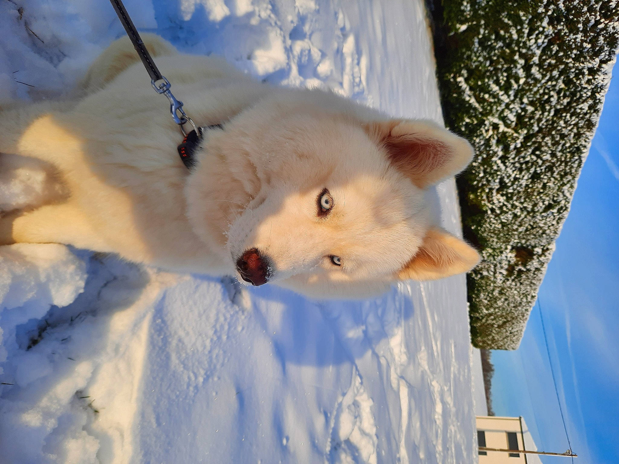 Rubis a rejoint le concours — aidez-le/la à gagner de superbes lots ! canidae, carnivore, cloud, collar, companion_dog, dog, dog_breed, dog_collar, freezing, fur, ice_cap, sky, slope, snout, snow, spitz, sporting_group, tree, vertebrate, winter