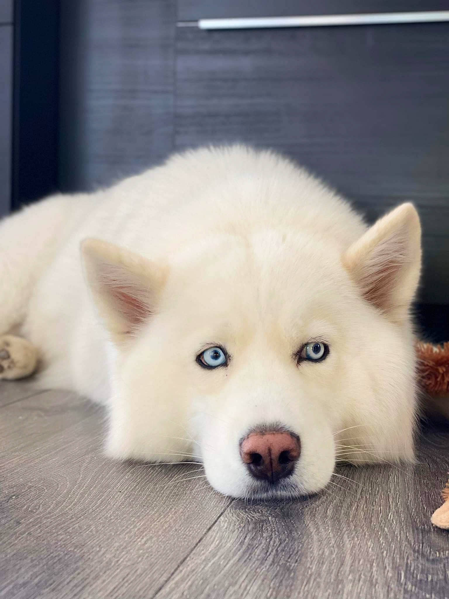 Rubis participe au concours pour gagner de l'argent avec cette photo : canidae, carnivore, companion_dog, dog, dog_breed, ear, eye, fawn, flooring, fur, head, iris, jaw, samoyed, snout, sporting_group, terrestrial_animal, volpino_italiano, whiskers, working_animal
