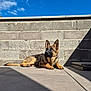 alert, animal, blue_sky, canine, concrete_wall, daylight, dog, domestic_animal, ears_up, german_shepherd, mammal, outdoor, pet, portrait, resting, shadow, side_view, sunlight, tile_floor, watchful