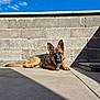 animal, blue_sky, clouds, curious, daylight, dog, ears_up, german_shepherd, nature, outdoor, patio, pet, puppy, relaxed, resting, shadow, stone_wall, sunlight, tile_floor, young_dog