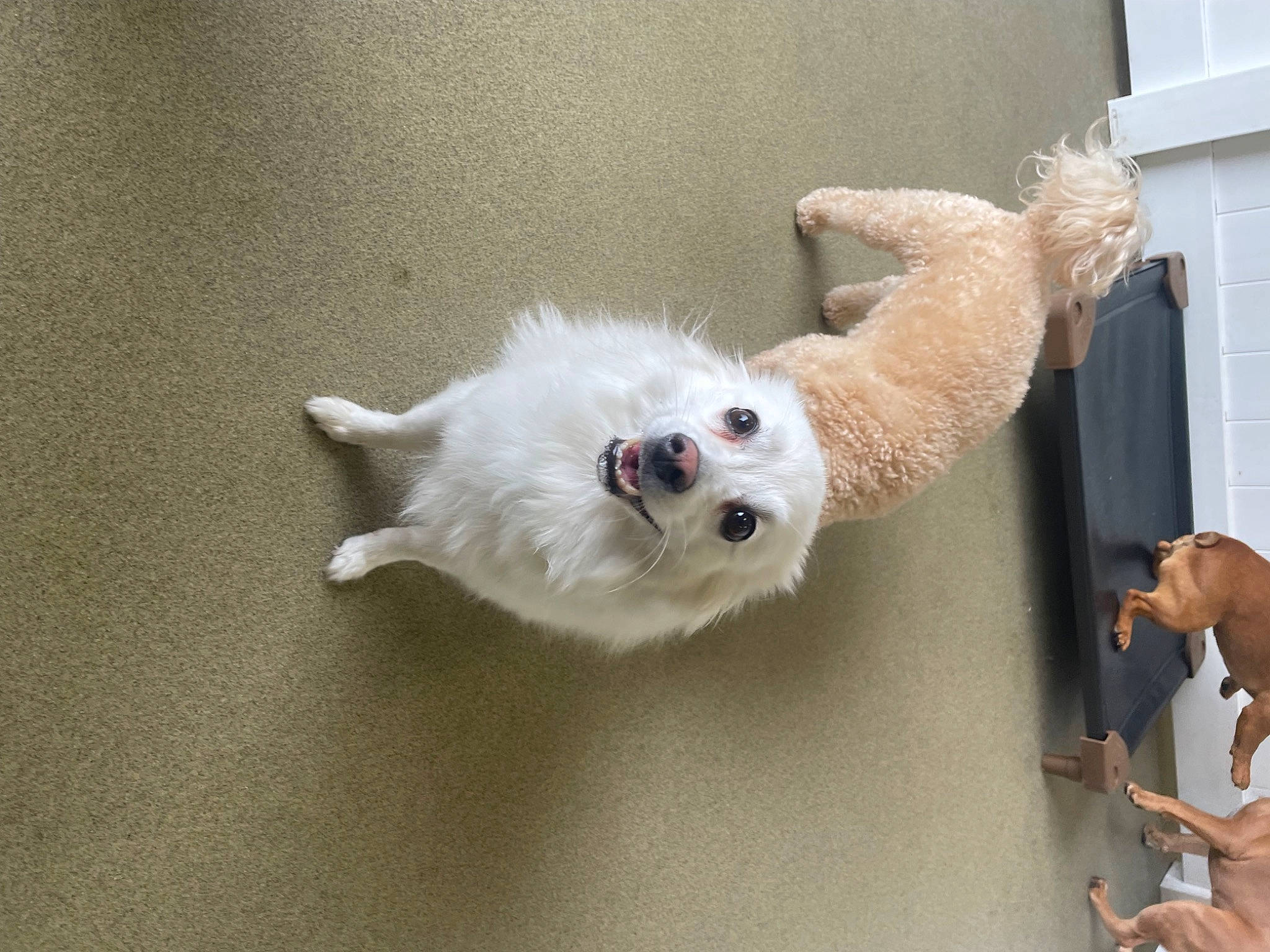 Ellie is registered to the contest to win money with this photo: american_eskimo_dog, ball, carnivore, collar, companion_dog, dog, dog_breed, dog_supply, felidae, flooring, fur, paw, small_to_medium_sized_cats, spitz, sports_equipment, sunglasses, tail, toy, toy_dog, whiskers