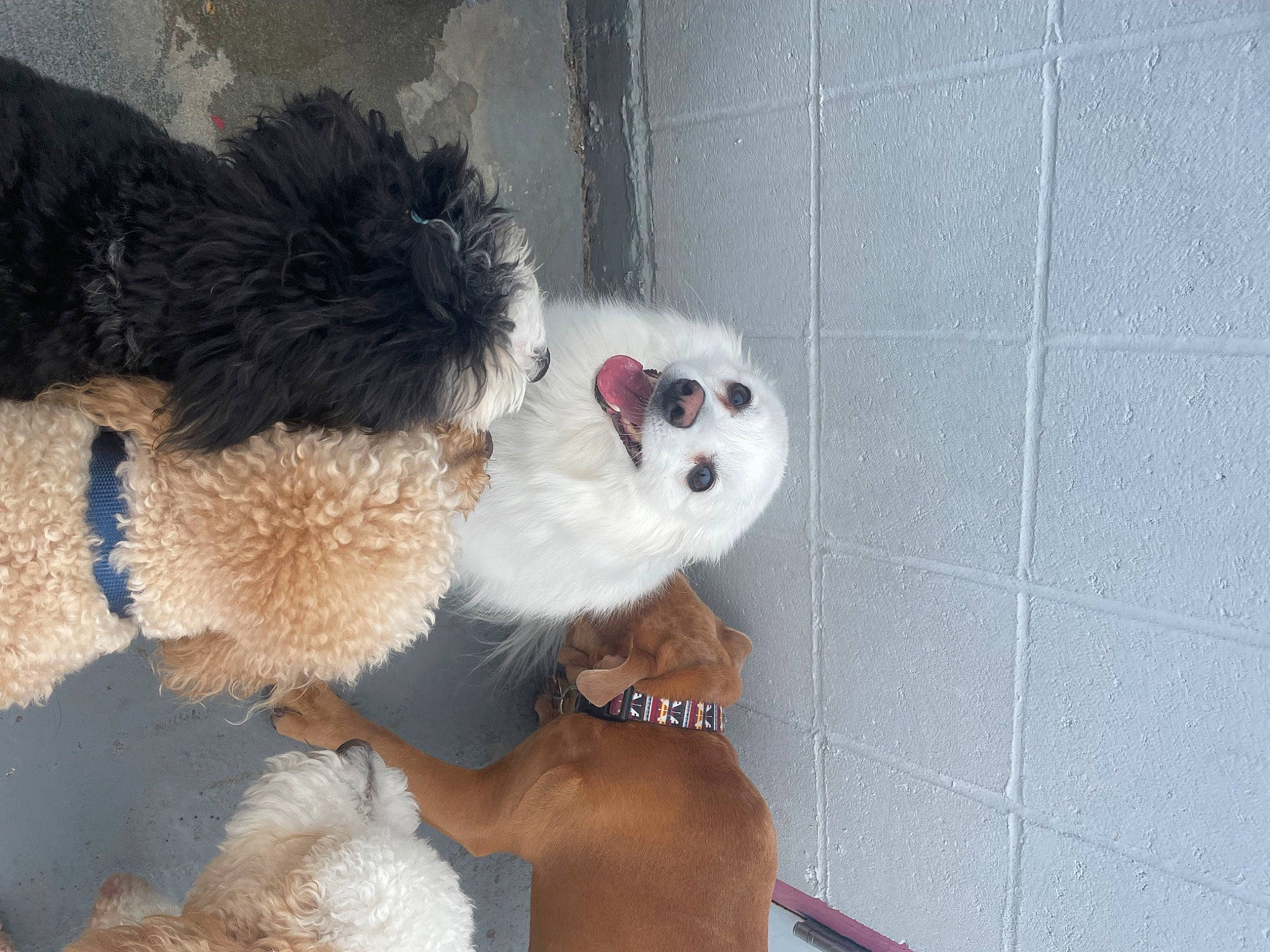 Ellie is registered to the contest to win money with this photo: canidae, carnivore, companion_dog, dog, dog_breed, dog_clothes, dog_supply, fawn, ferret, fur, plush, puppy, snout, sporting_group, stuffed_toy, sunglasses, tail, toy, toy_dog, whiskers