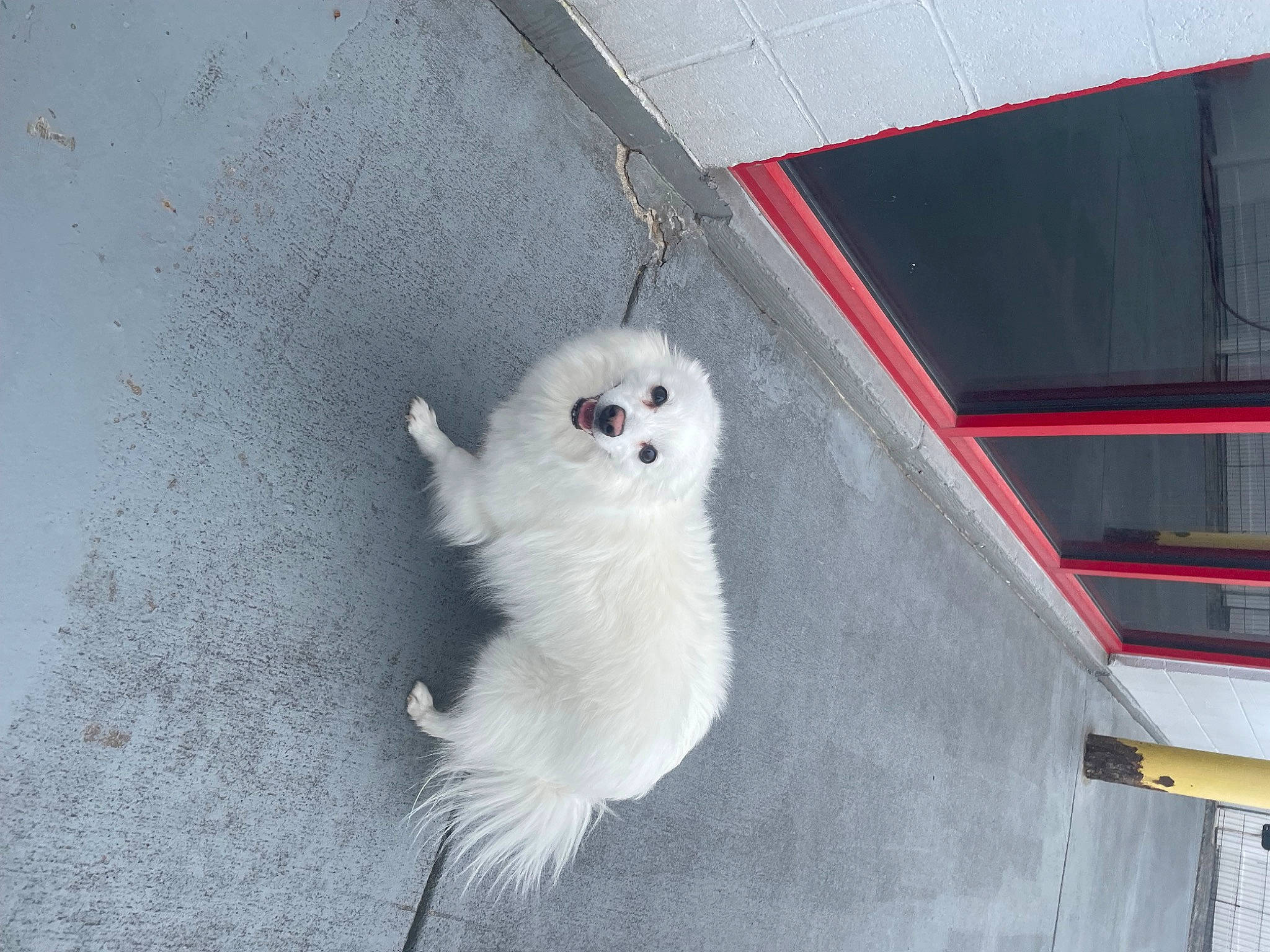 Ellie is registered to the contest to win money with this photo: canidae, carnivore, dog_breed, fur, gas, metal, non_sporting_group, rim, snout, tail, terrestrial_animal, wheel, wing