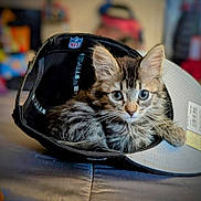 Papas joined the competition — help win amazing prizes! animal, blue_eyes, blurred_background, cap, cat, closeup, cozy, cute, face, feline, fur, hat, indoor, kitten, pet, resting, small, tabby, whiskers, young
