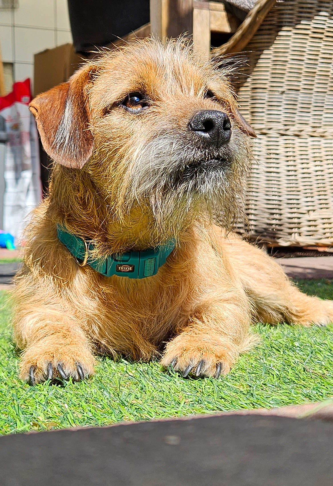 Blacky a rejoint le concours — aidez-le/la à gagner de superbes lots ! canidae, carnivore, collar, companion_dog, dog, dog_breed, dog_collar, dog_supply, fur, grass, liver, small_terrier, sporting_group, terrestrial_animal, terrier, working_animal, working_terrier