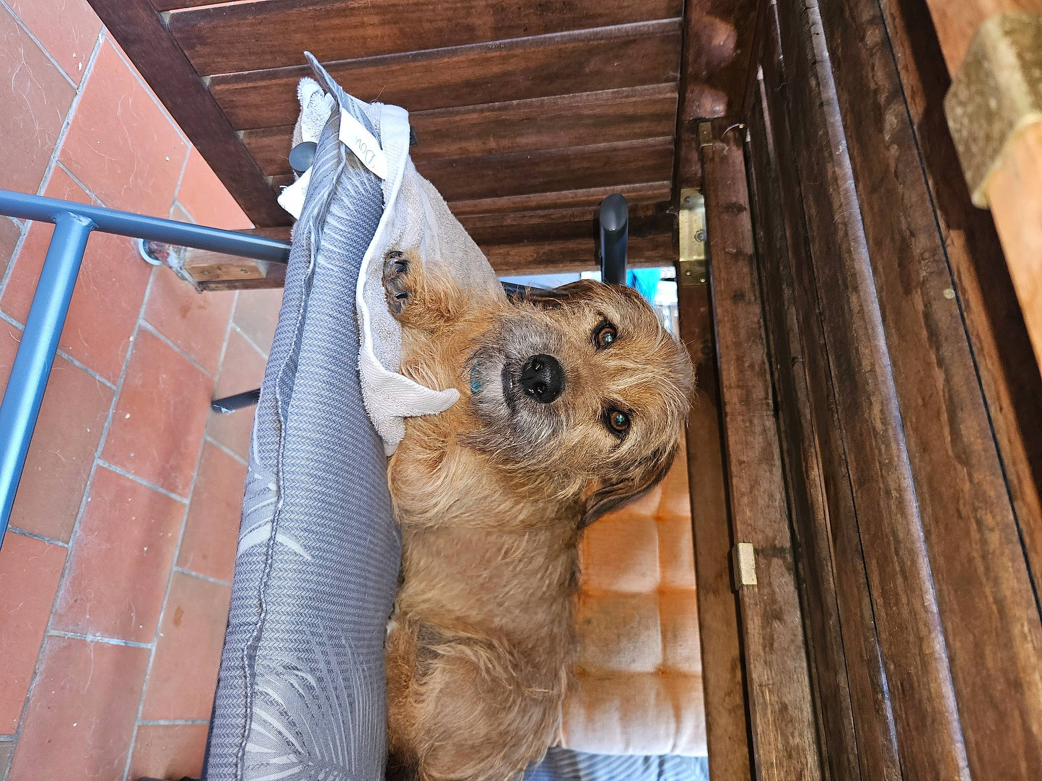 Blacky participe au concours pour gagner de l'argent avec cette photo : animal_shelter, cage, carnivore, companion_dog, dog_breed, fawn, felidae, fur, hardwood, pet_supply, sloth, snout, sporting_group, tail, terrestrial_animal, two_toed_sloth, watch, whiskers, wood, working_animal