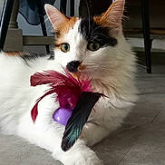 Plume a rejoint le concours — aidez-le/la à gagner de superbes lots ! cat, calico_cat, toy, feathers, indoor, floor, pet, animal, playful, claw, whiskers, fur, green_eyes, close_up, relaxing, domestic_cat, cute, mammal, paw, curious