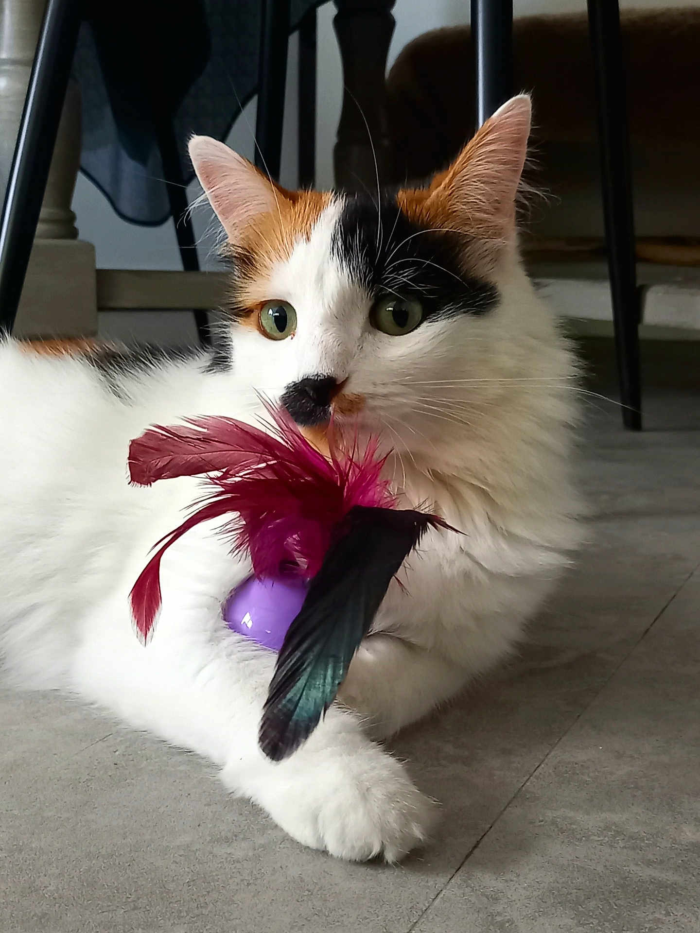 Plume a rejoint le concours — aidez-le/la à gagner de superbes lots ! cat, calico_cat, toy, feathers, indoor, floor, pet, animal, playful, claw, whiskers, fur, green_eyes, close_up, relaxing, domestic_cat, cute, mammal, paw, curious