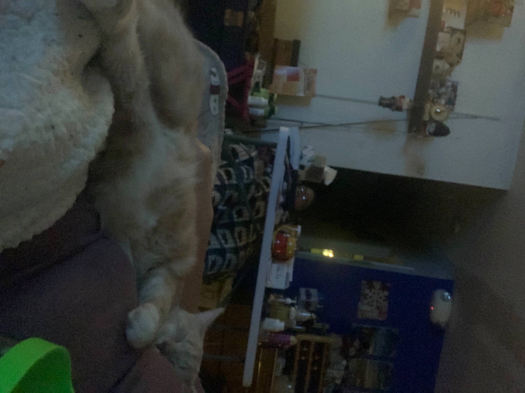 Chees joined the competition — help win amazing prizes! art, felidae, flooring, fur, gas, hardwood, machine, plaster, polar_bear, room, sculpture, statue, stuffed_toy, toy, wood