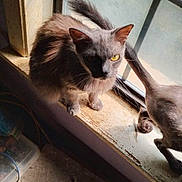 Amber is registered to the contest to win money with this photo: cat, window, windowsill, sunlight, indoor, pet, feline, animal, tail, fur, yellow_eyes, shadow, playful, cozy, home, floor, carpet, plastic_box, curtain, light