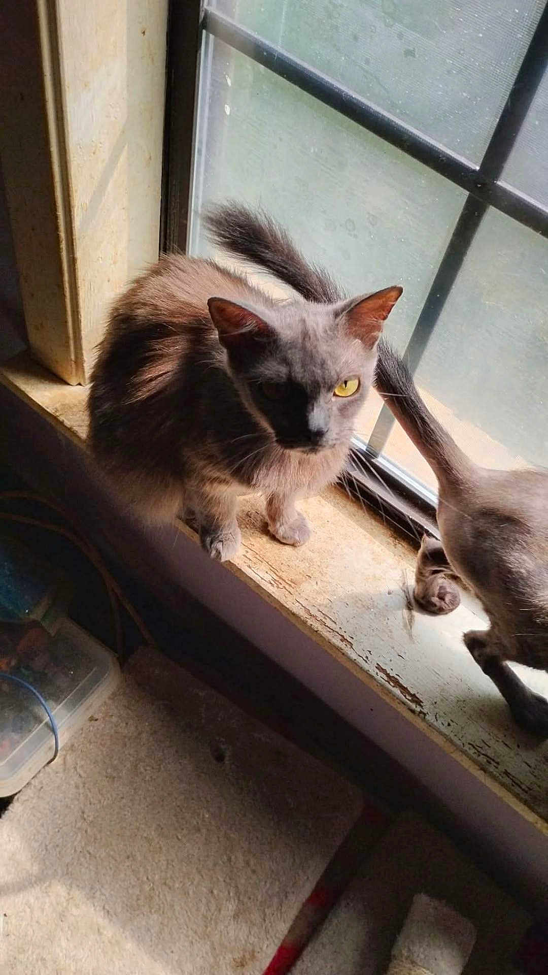Amber