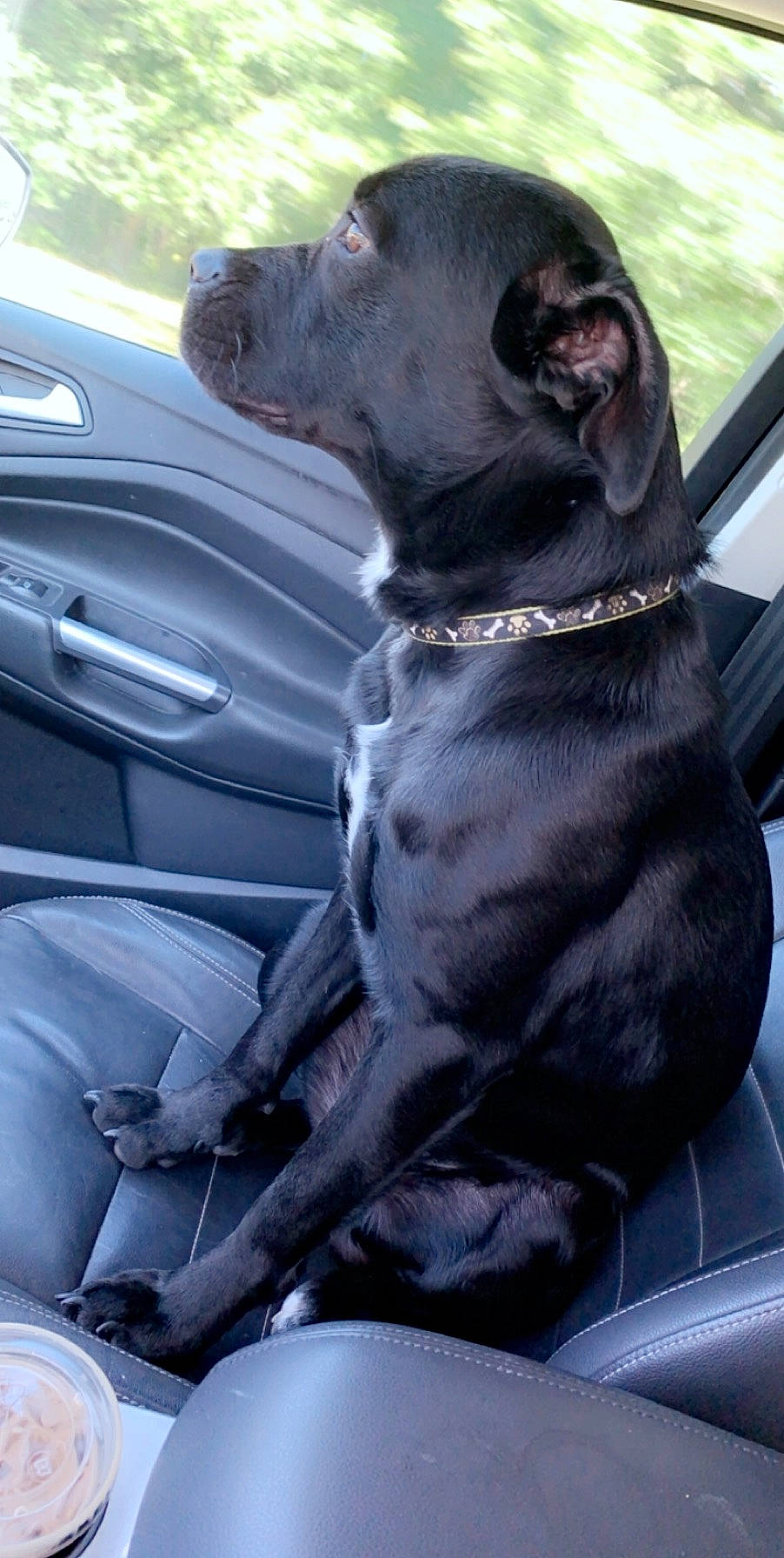 Shadow joined the competition — help win amazing prizes! canidae, car, car_seat, carnivore, companion_dog, dog, dog_breed, french_bulldog, non_sporting_group, seat_belt, snout, sporting_group, vehicle