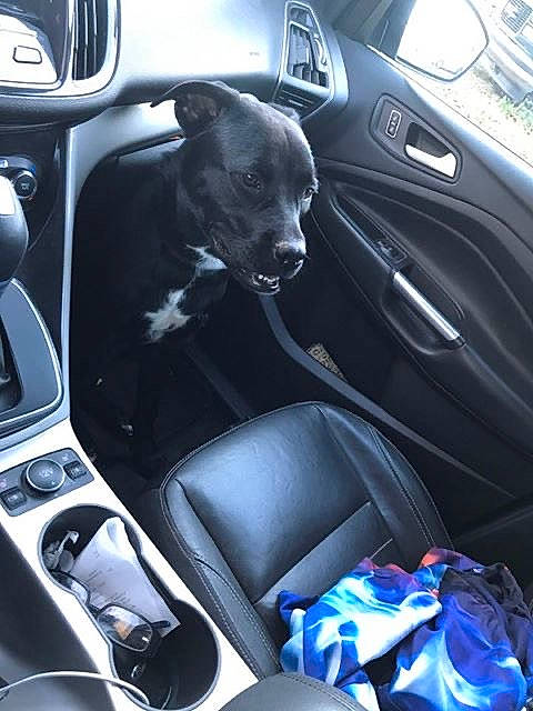 Shadow is registered to the contest to win money with this photo: canidae, car, center_console, family_car, land_vehicle, vehicle