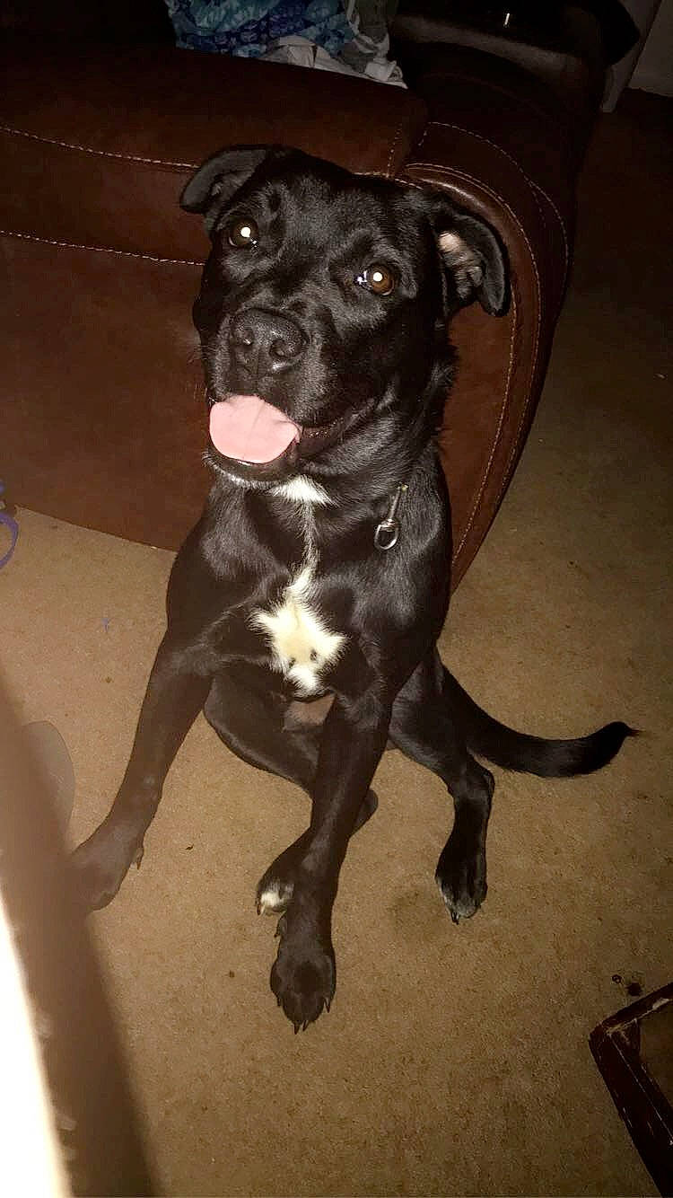 Shadow joined the competition — help win amazing prizes! american_pit_bull_terrier, american_staffordshire_terrier, bandog, beagador, borador, canidae, carnivore, dog, dog_breed, fawn, mammal, molosser, non_sporting_group, patterdale_terrier, pit_bull, rare_breed_dog, snout, sporting_group, staffordshire_bull_terrier, vertebrate