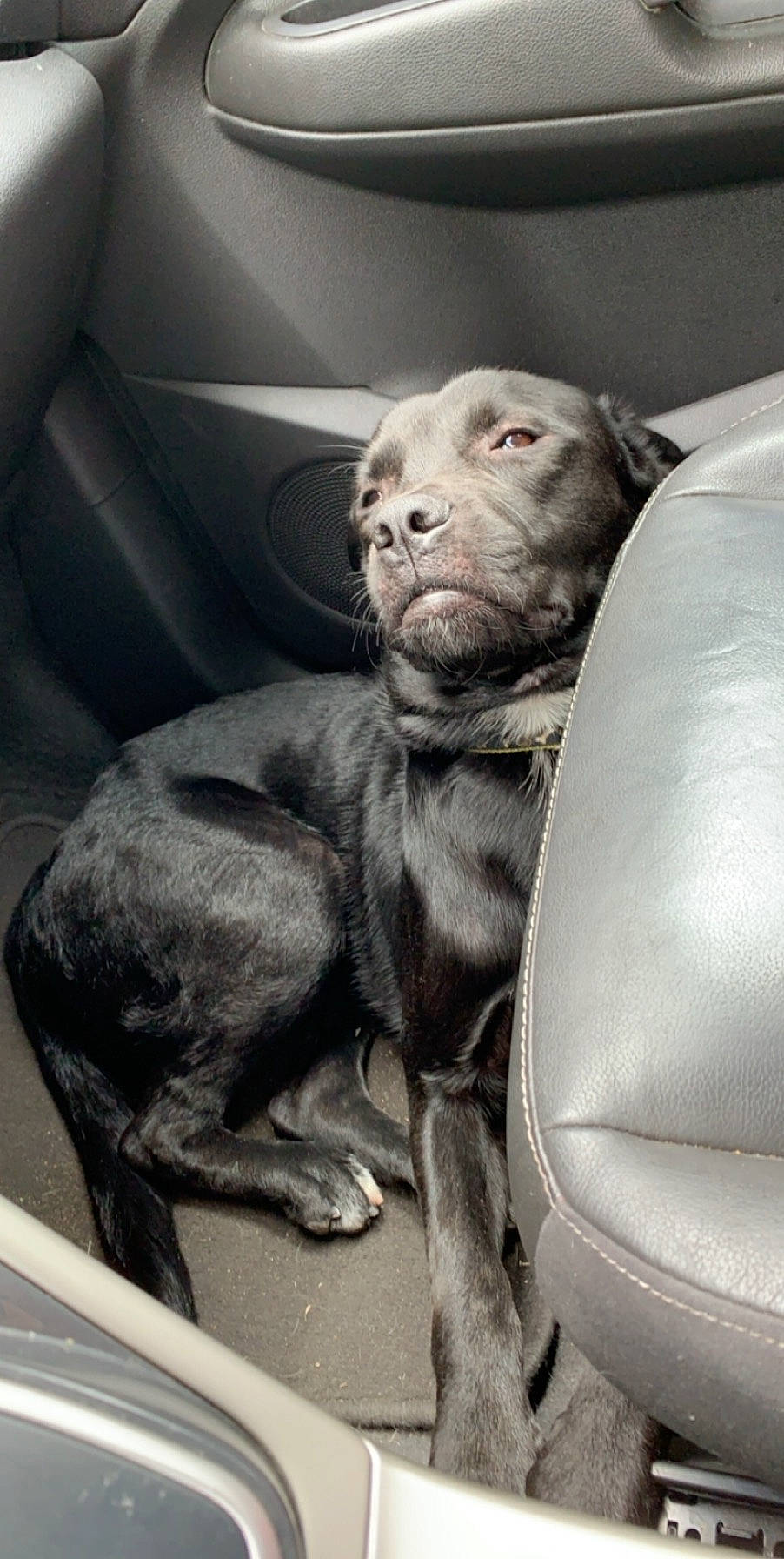 Shadow joined the competition — help win amazing prizes! american_pit_bull_terrier, canidae, carnivore, dog, dog_breed, great_dane, non_sporting_group, pit_bull, snout, sporting_group, weimaraner