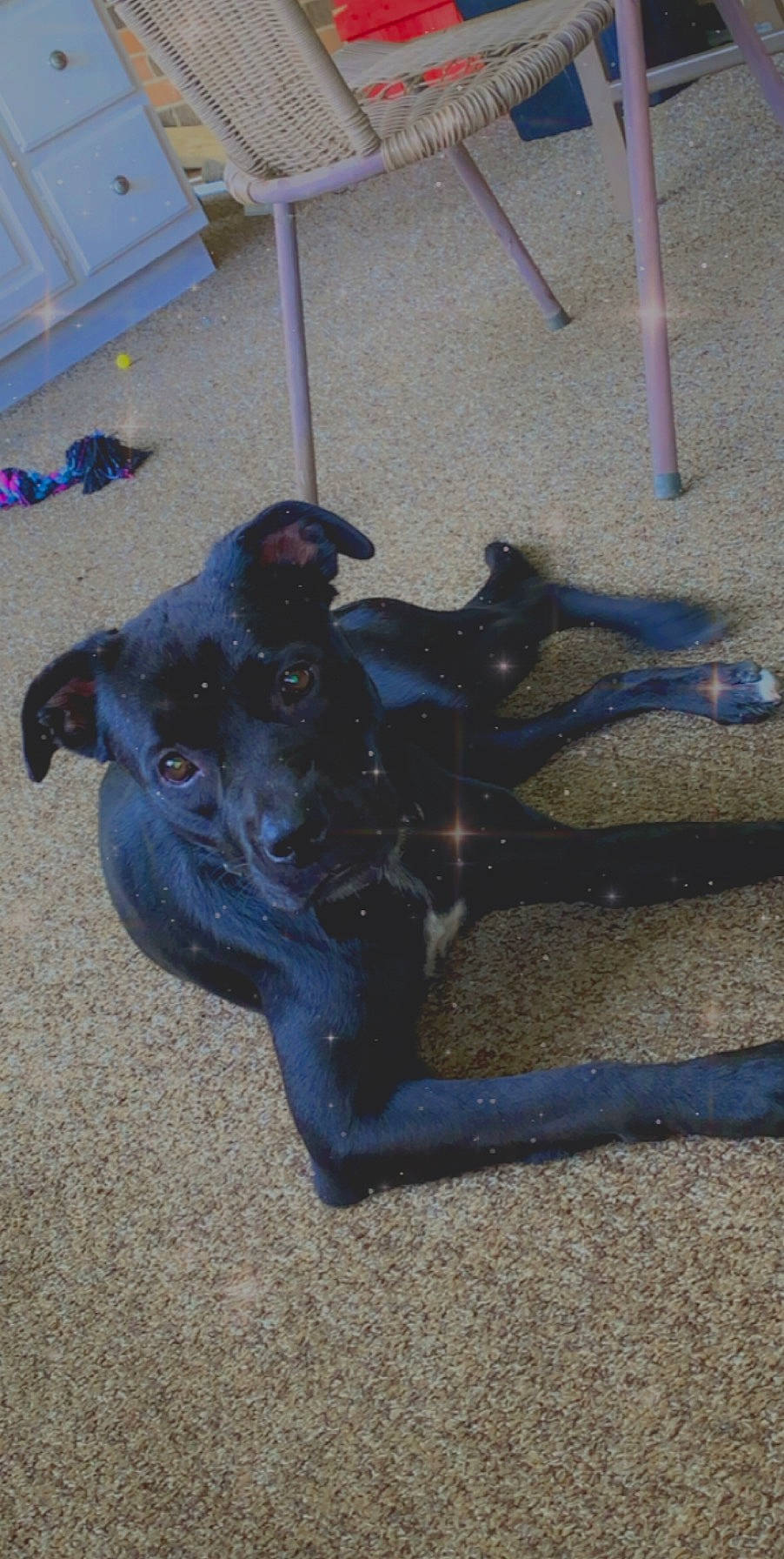 Shadow is registered to the contest to win money with this photo: dog_breed