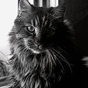 Chopin participe au concours pour gagner de l'argent avec cette photo : animal, black_and_white, cat, close_up, domestic_cat, ears, eyes, face, feline, fluffy, focusing, fur, indoor, long_hair, muzzle, pet, portrait, soft_light, whiskers, window_light
