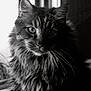animal, black_and_white, cat, close_up, domestic_cat, ears, eyes, face, feline, fluffy, focusing, fur, indoor, long_hair, muzzle, pet, portrait, soft_light, whiskers, window_light