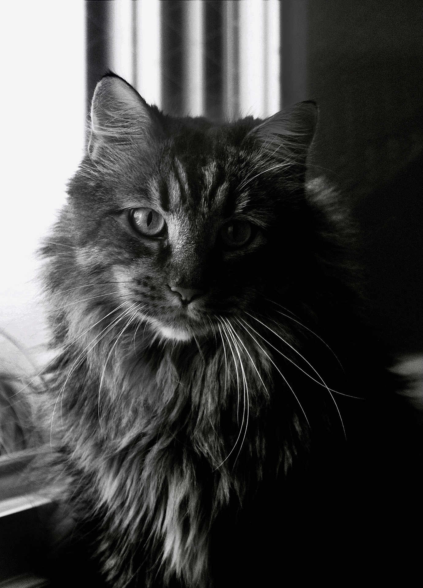 Chopin participe au concours pour gagner de l'argent avec cette photo : animal, black_and_white, cat, close_up, domestic_cat, ears, eyes, face, feline, fluffy, focusing, fur, indoor, long_hair, muzzle, pet, portrait, soft_light, whiskers, window_light